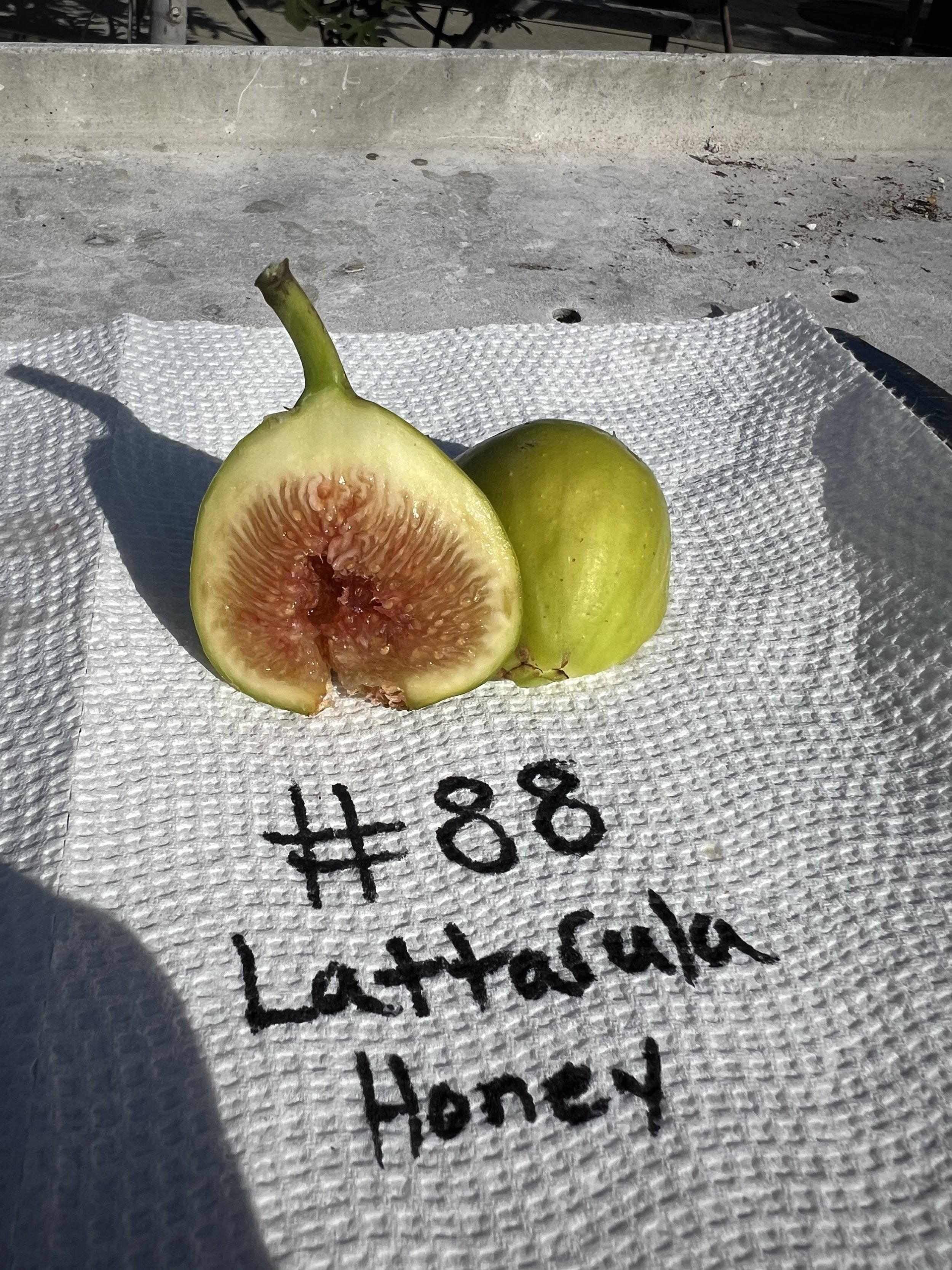 Mario's #88 Latturula Honey