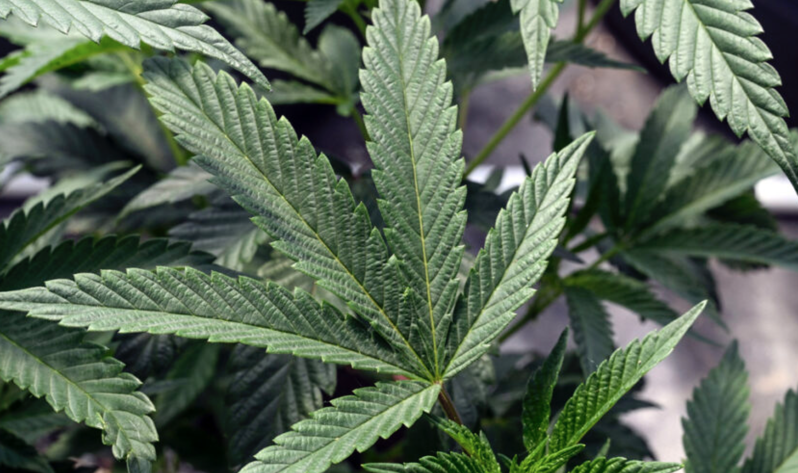 LI Business News Aug 2025 Brown Budda New York 