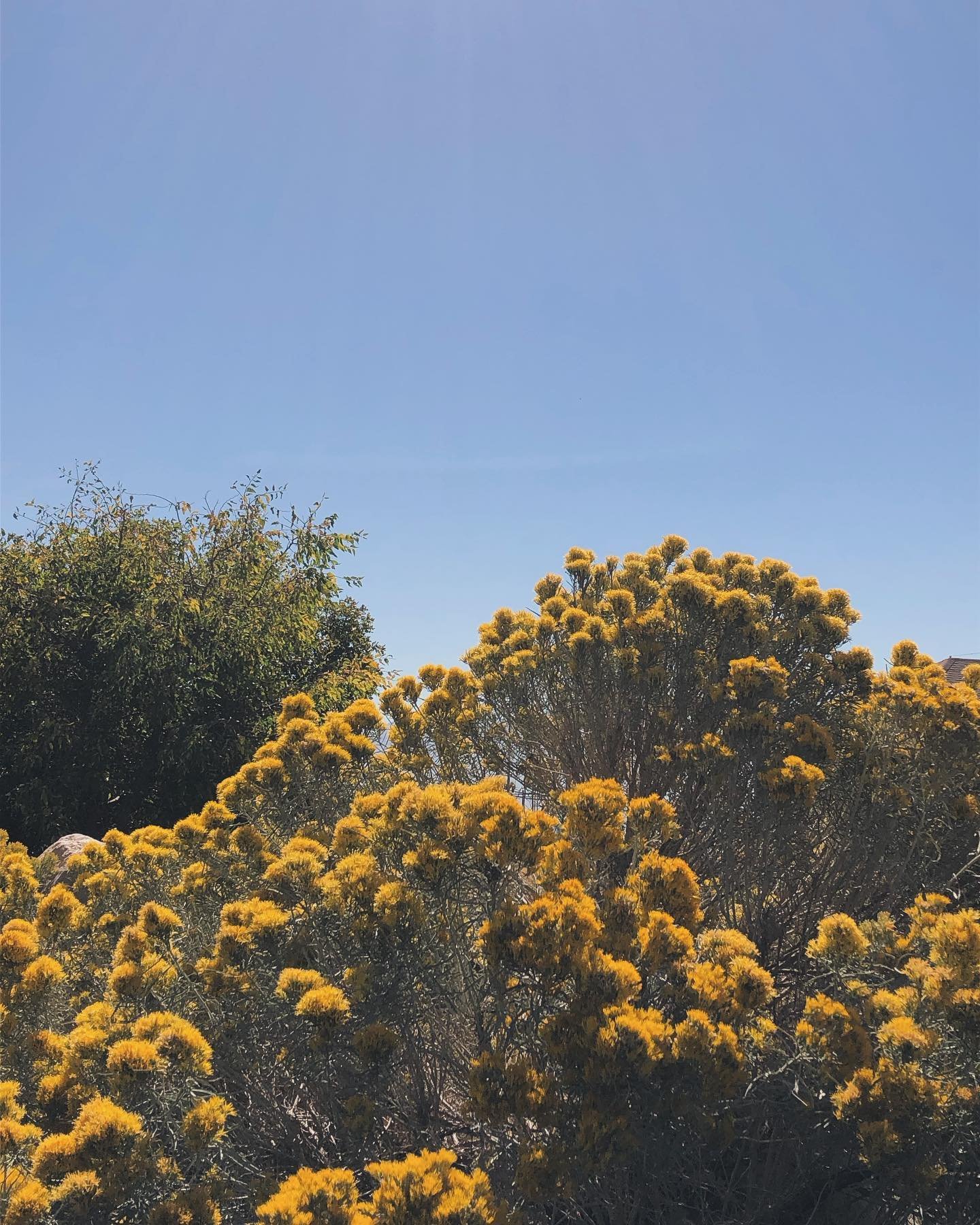 After seeing these gold flowers in the mountains, I decided to add their color to our palette of Eph611 apparel. Go check it out!

Use code GODISGOOD611 for 20% off your order! Valid until Nov 15