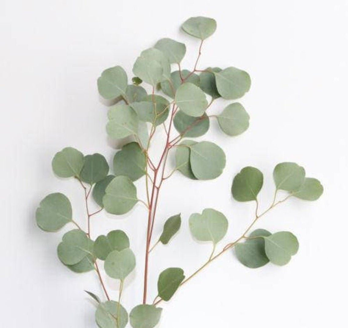 fresh-silver-dollar-eucalyptus-405829.jpg