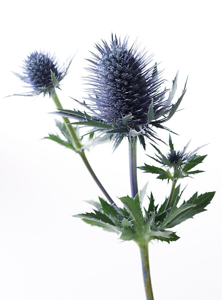 BLUE_THISTLE.jpg