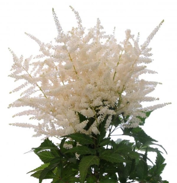 White-Astilbe-e1589584221133.jpeg