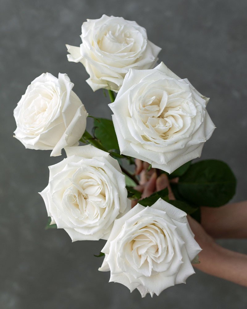 502-Playa-Blanca-White-Rose.jpeg