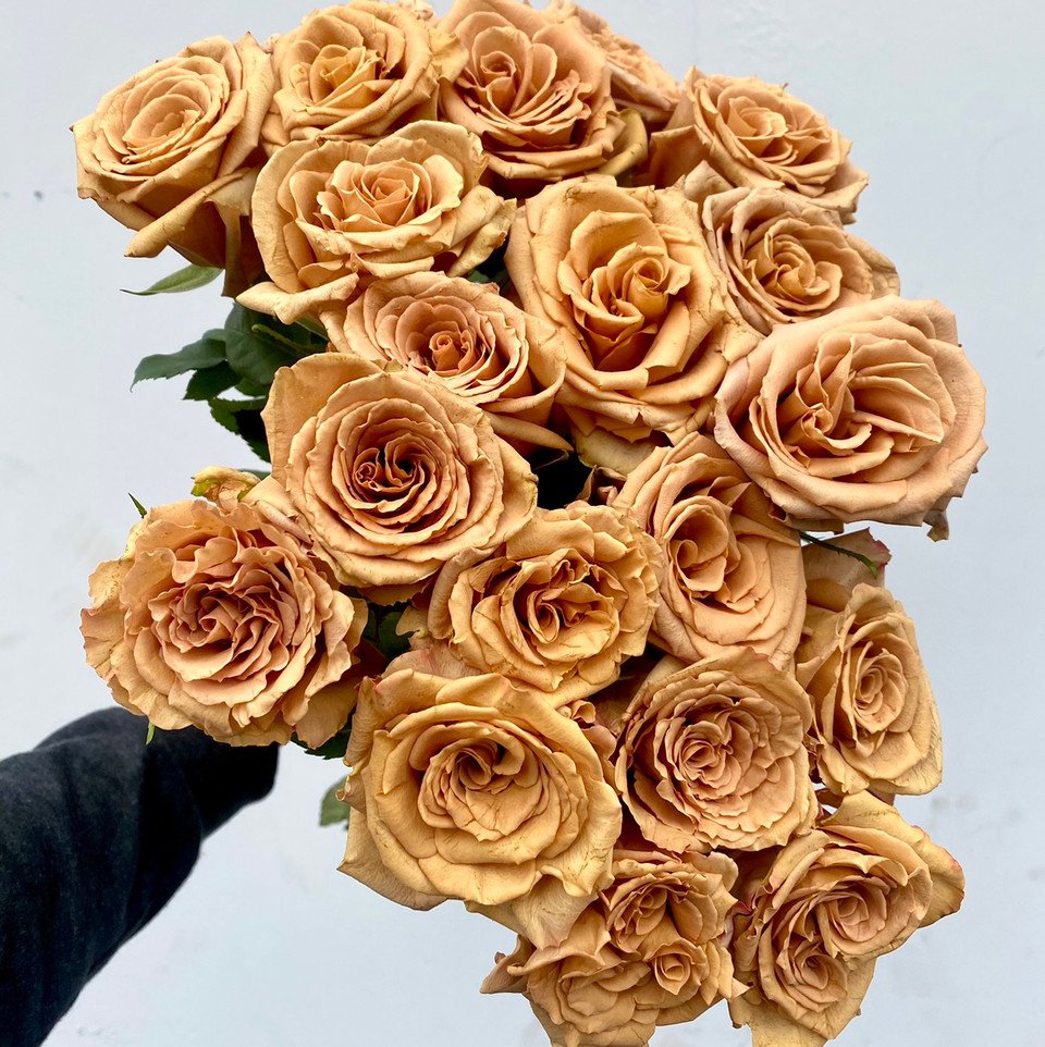 toffee rose.jpeg
