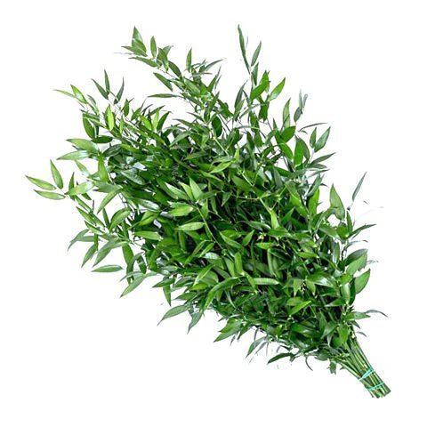 italian-ruscus-874464.jpg
