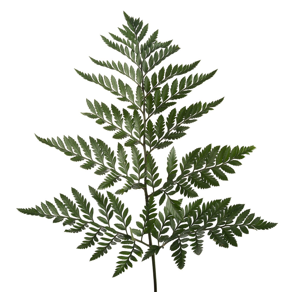 leatherleaf.jpg