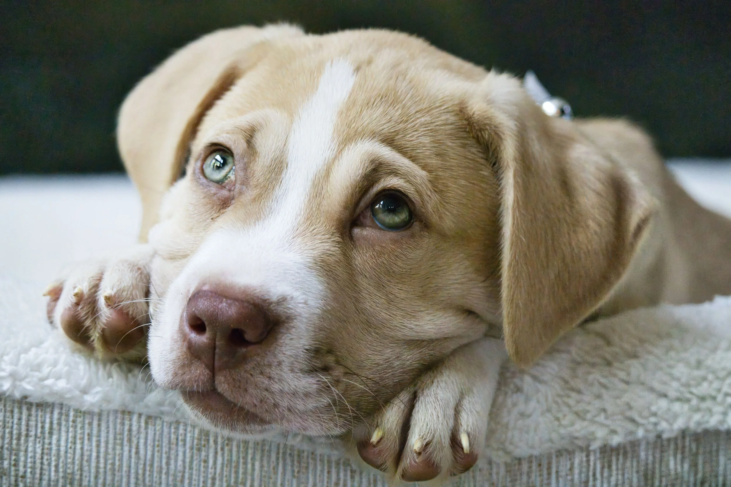 Pitbull puppy laying his head on a bed looking soulful