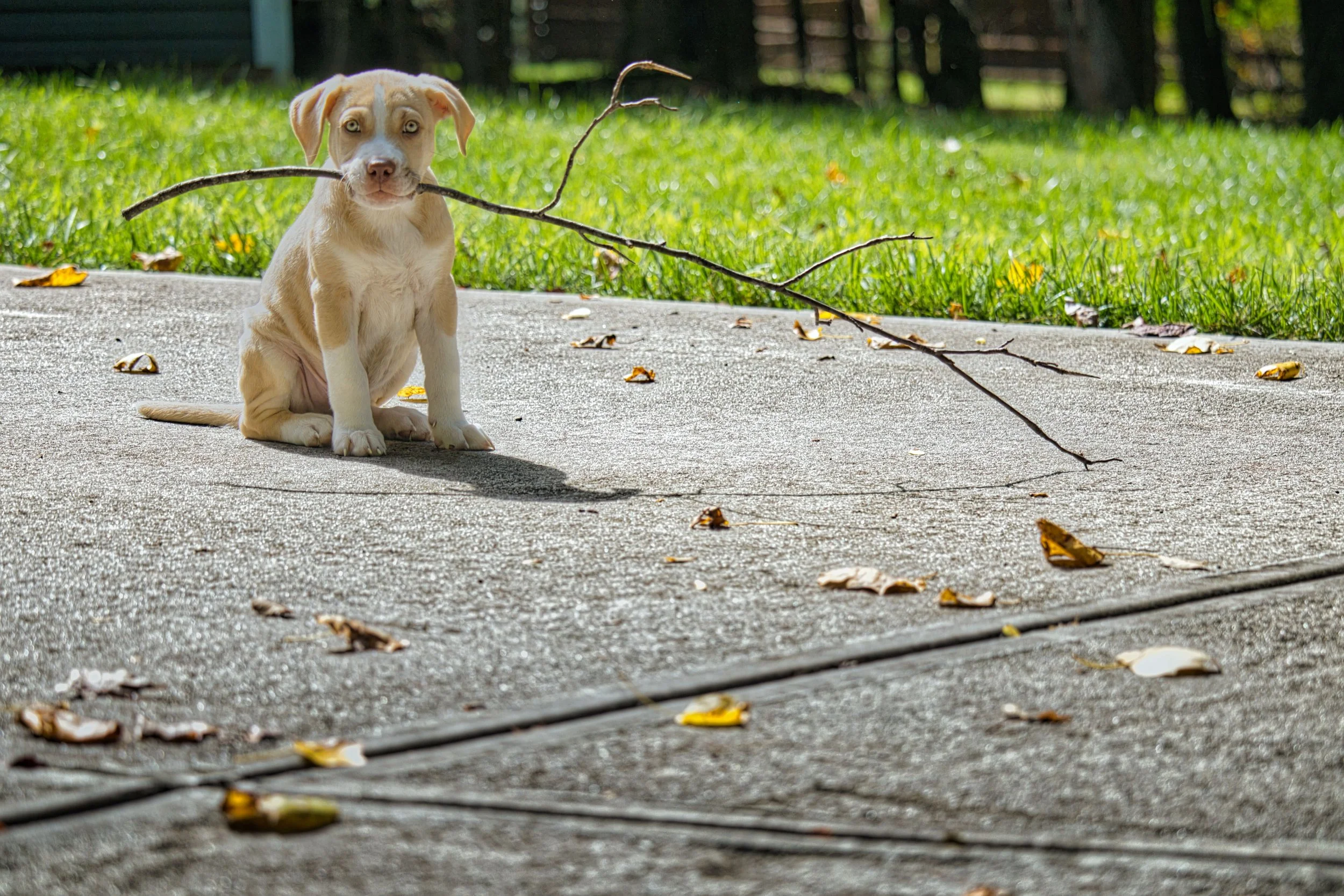 Pitbull puppy sitting on a driveway with grass behind him holding a comically large stick