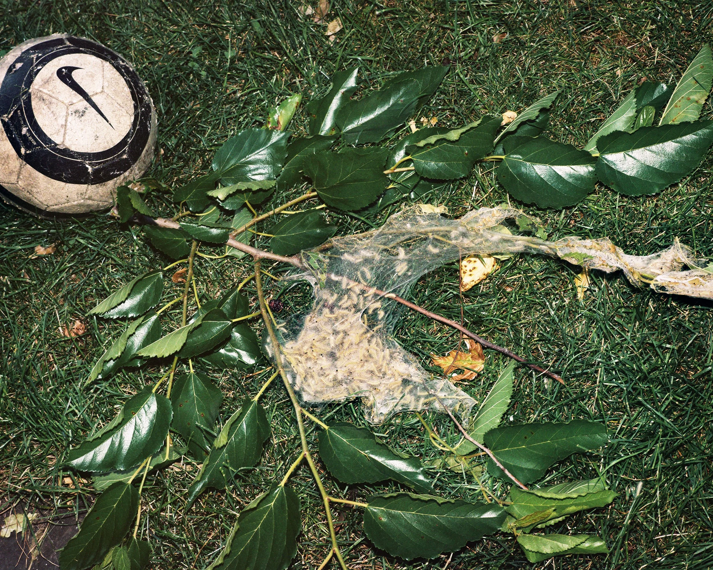 A rugby ball coated in dirt with a Nike logo lying on grass, next to a branch with green leaves and a large, partially torn spider web.