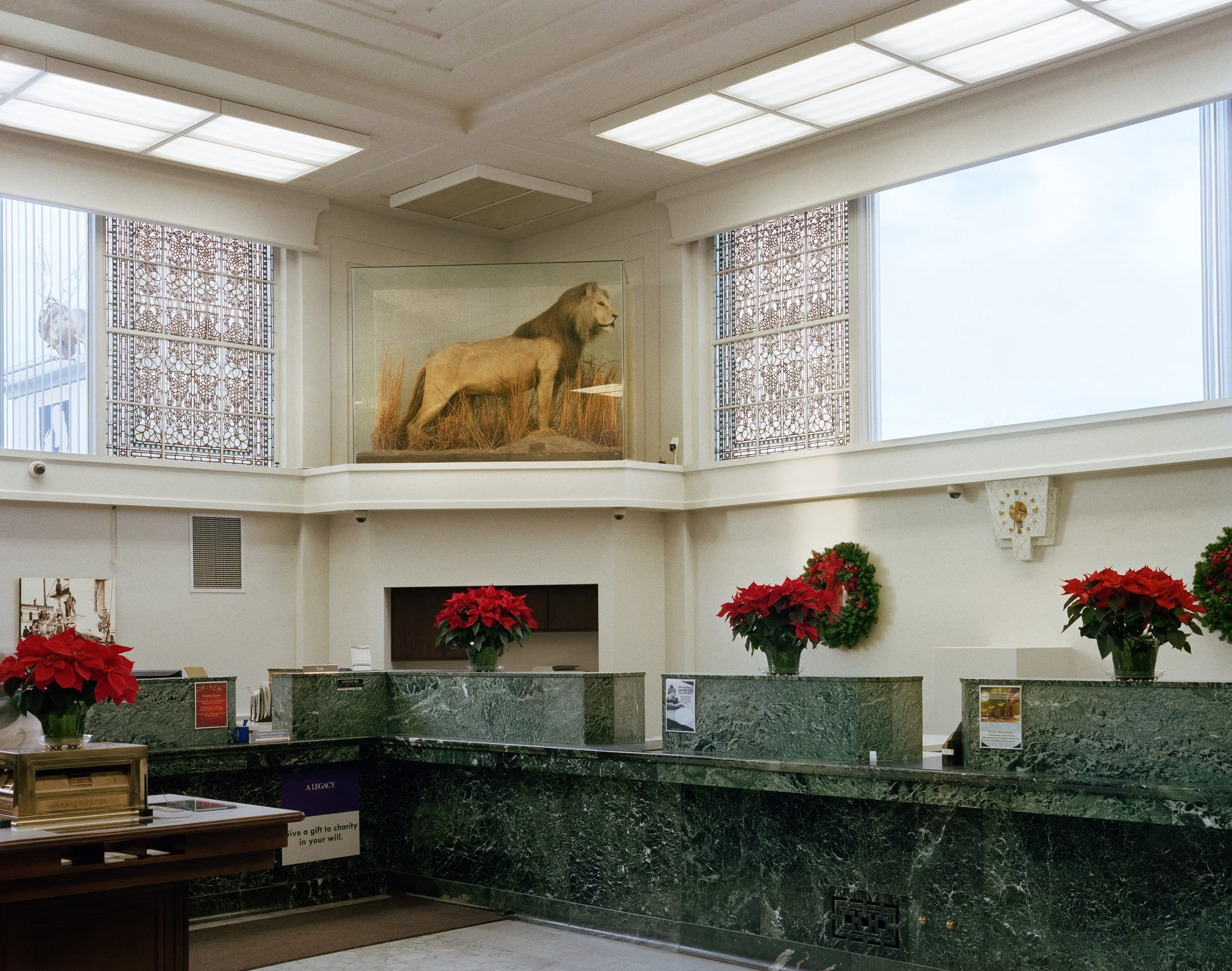 Interior of a building with a green marble reception desk decorated with red poinsettia plants, a lion taxidermy display on a ledge, and festive wreaths on the wall.