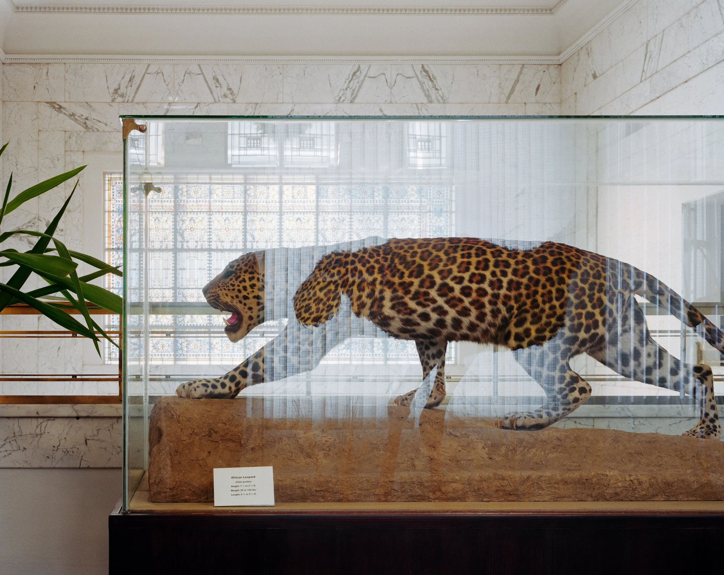 Taxidermy of a life-sized leopard in a glass display case in a museum with marble walls and a plant nearby.