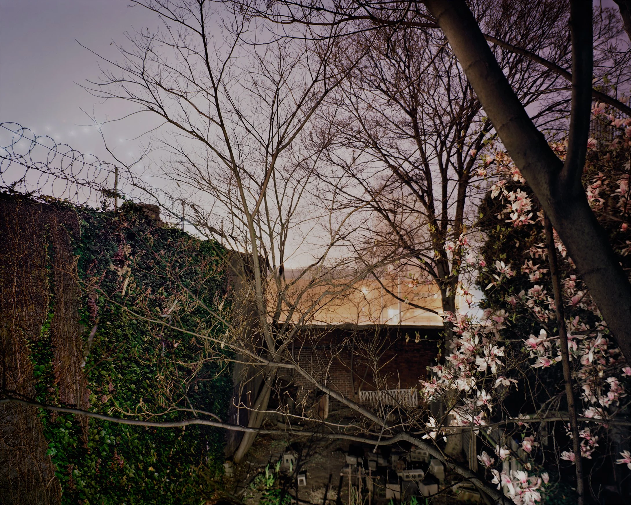 Nighttime outdoor scene with leafless trees, a brick wall, flowering bushes, and a fence topped with barbed wire.