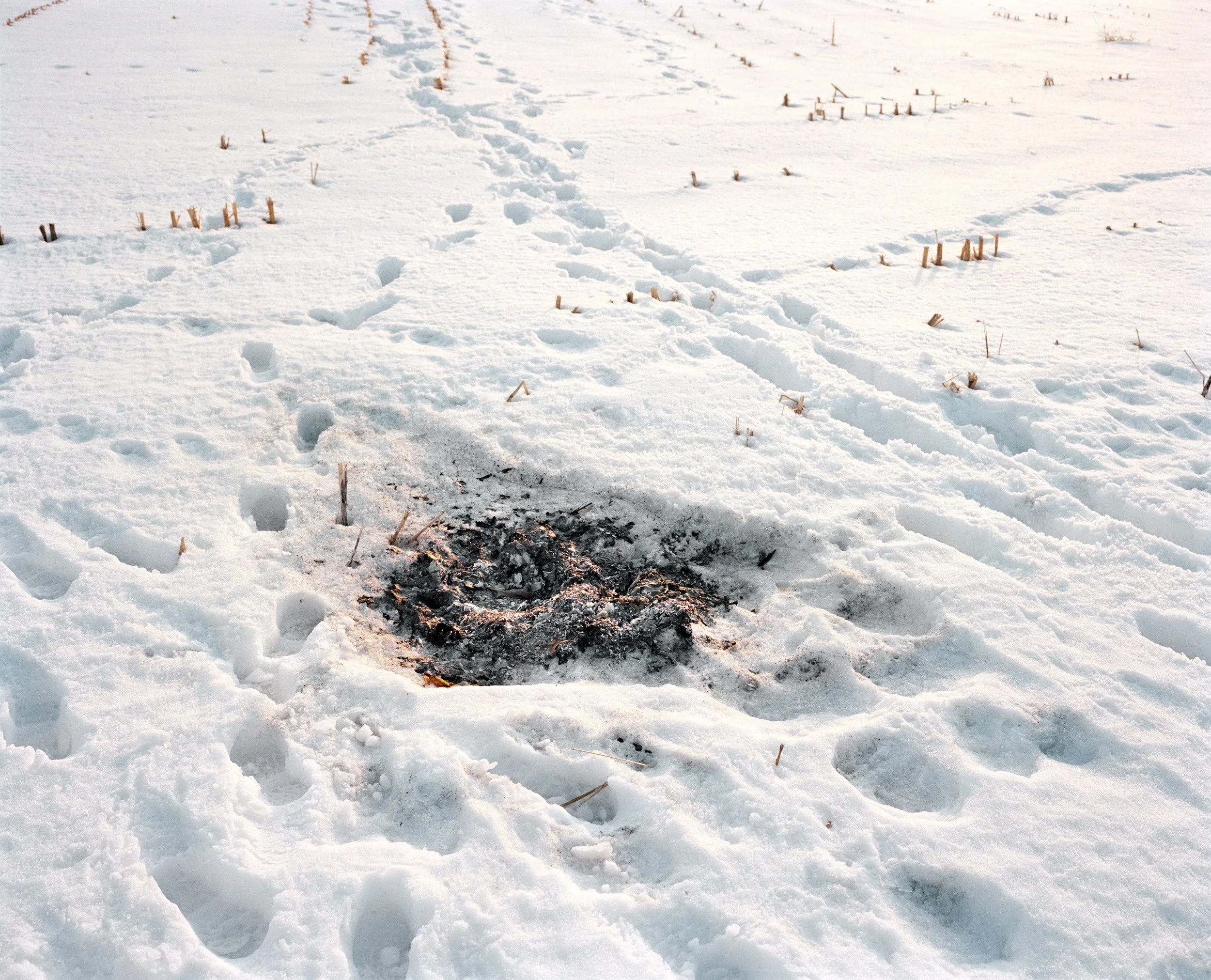 Snow-covered field with animal tracks and a burned patch of ground.