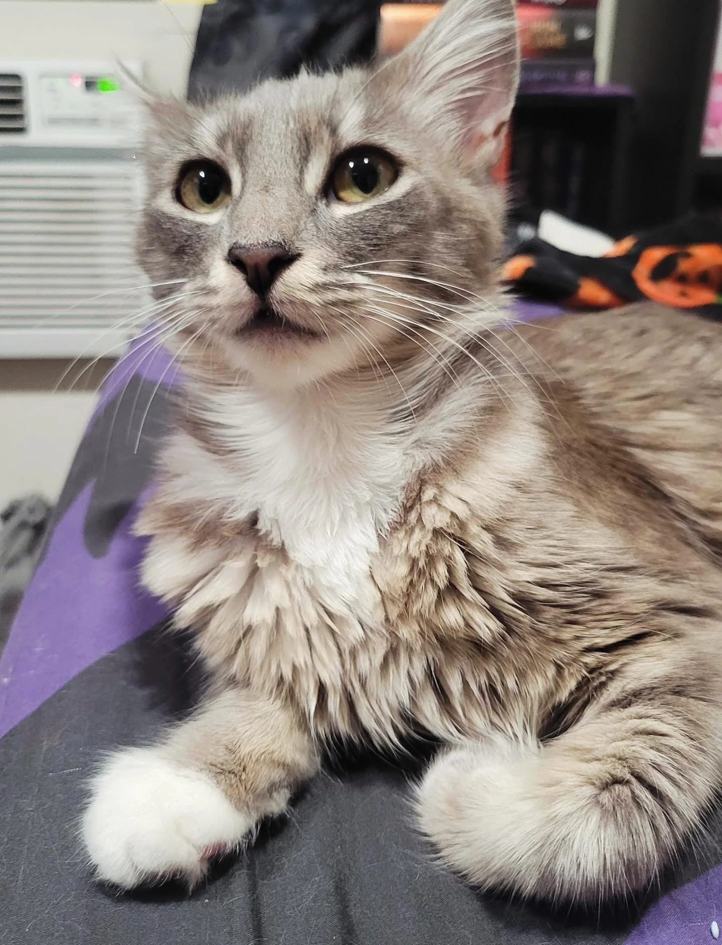 Quetzalli here to say Happy Friday! 💜 This tiny, sweet #teenkitten is doing great in foster care - and even recently got spayed! Swipe to see her playing, and for a bonus pic of her in her fancy cone ✨ 

Beautiful Quetzalli is available now for adop