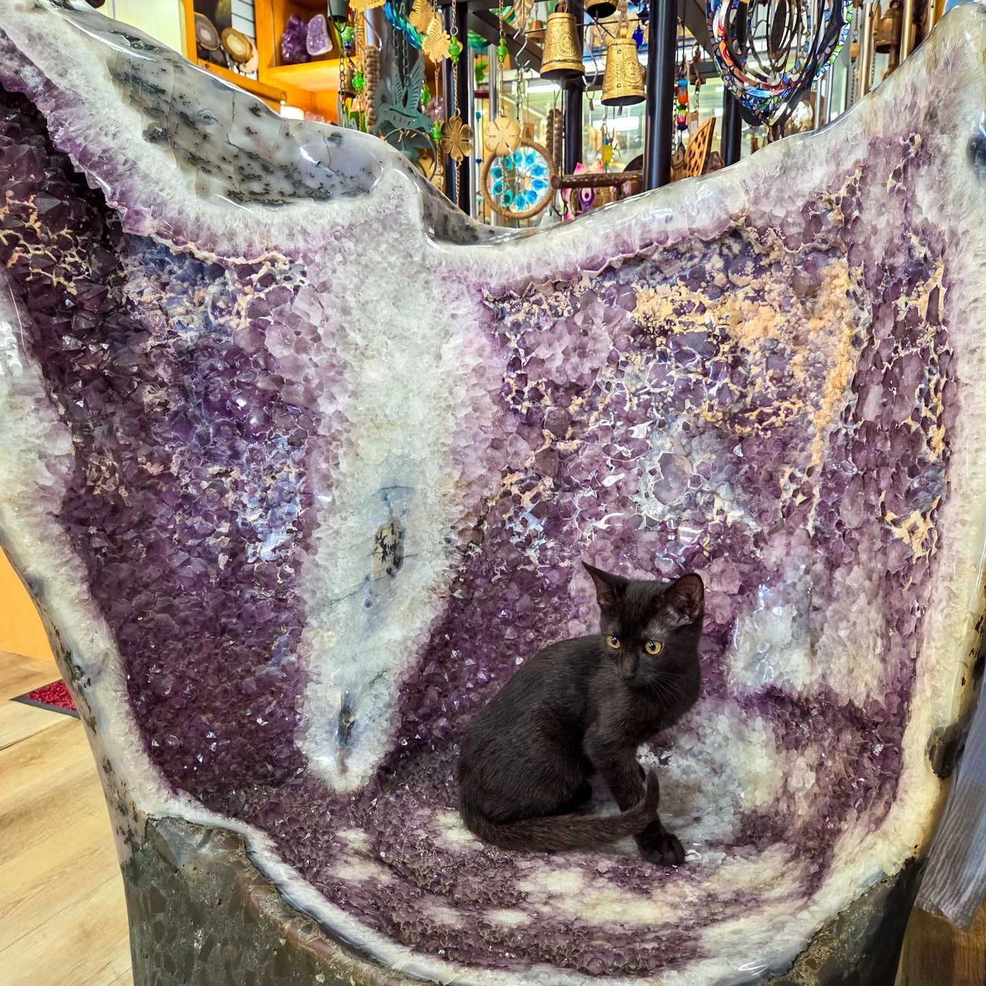 Vale sat in the giant amethyst chair at our @amethystmoon_lamesa adoption event and he looked right at home! Perfect witchy vibes from this one ✨️🐈&zwj;⬛️🧙&zwj;♀️

Somehow, he and his brother Vidar are still available for adoption even after being 