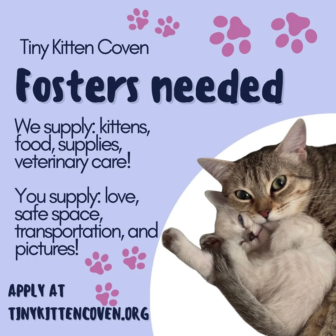 ✨ Fostering saves lives ✨

Every kitten you see at Tiny Kitten Coven was given a chance because someone opened their home. Fosters are the bridge between rescue and forever families &mdash; they provide love, care, and safety while we supply food, ve