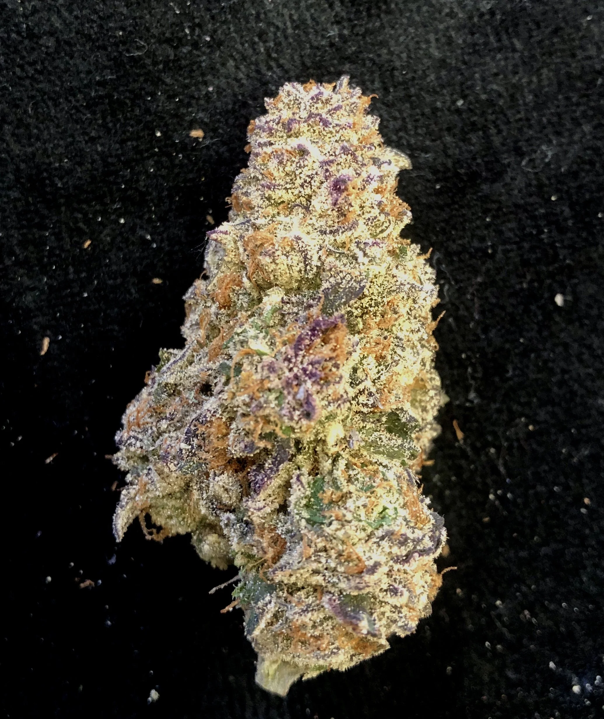 purple milk 3_15.jpeg