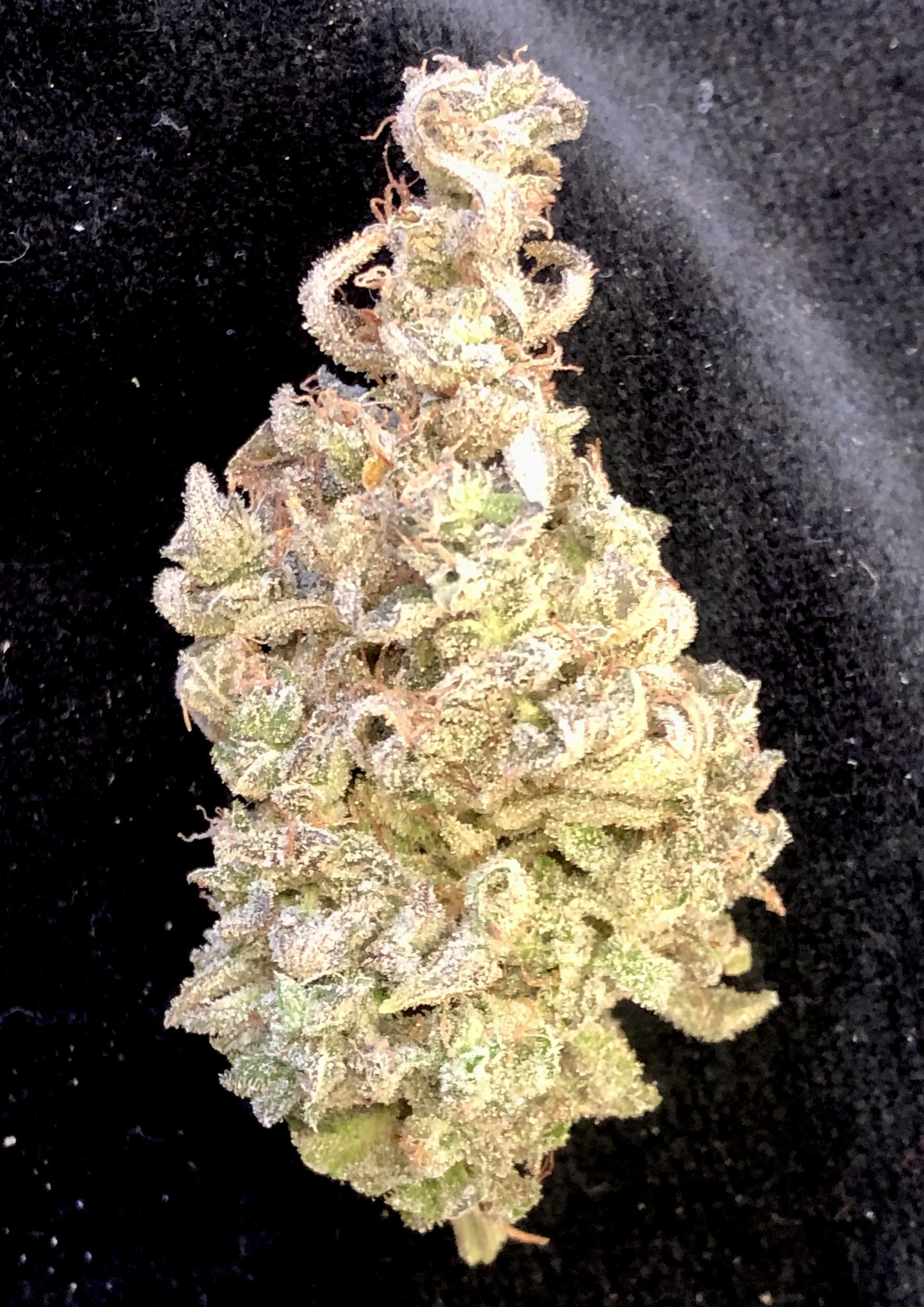 blue lotus 3_15.jpeg