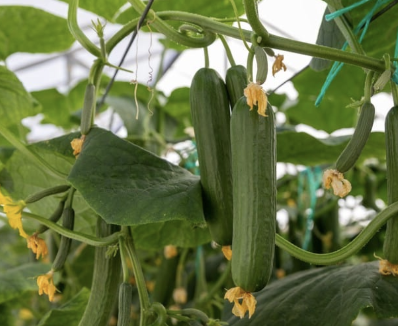 Cucumber Plant.png