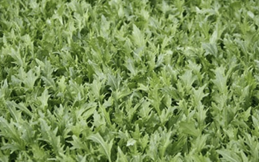 Mizuna Plant.png