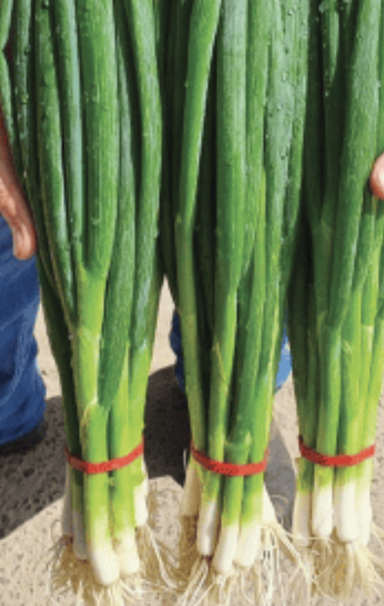 SpringOnionBunch.png