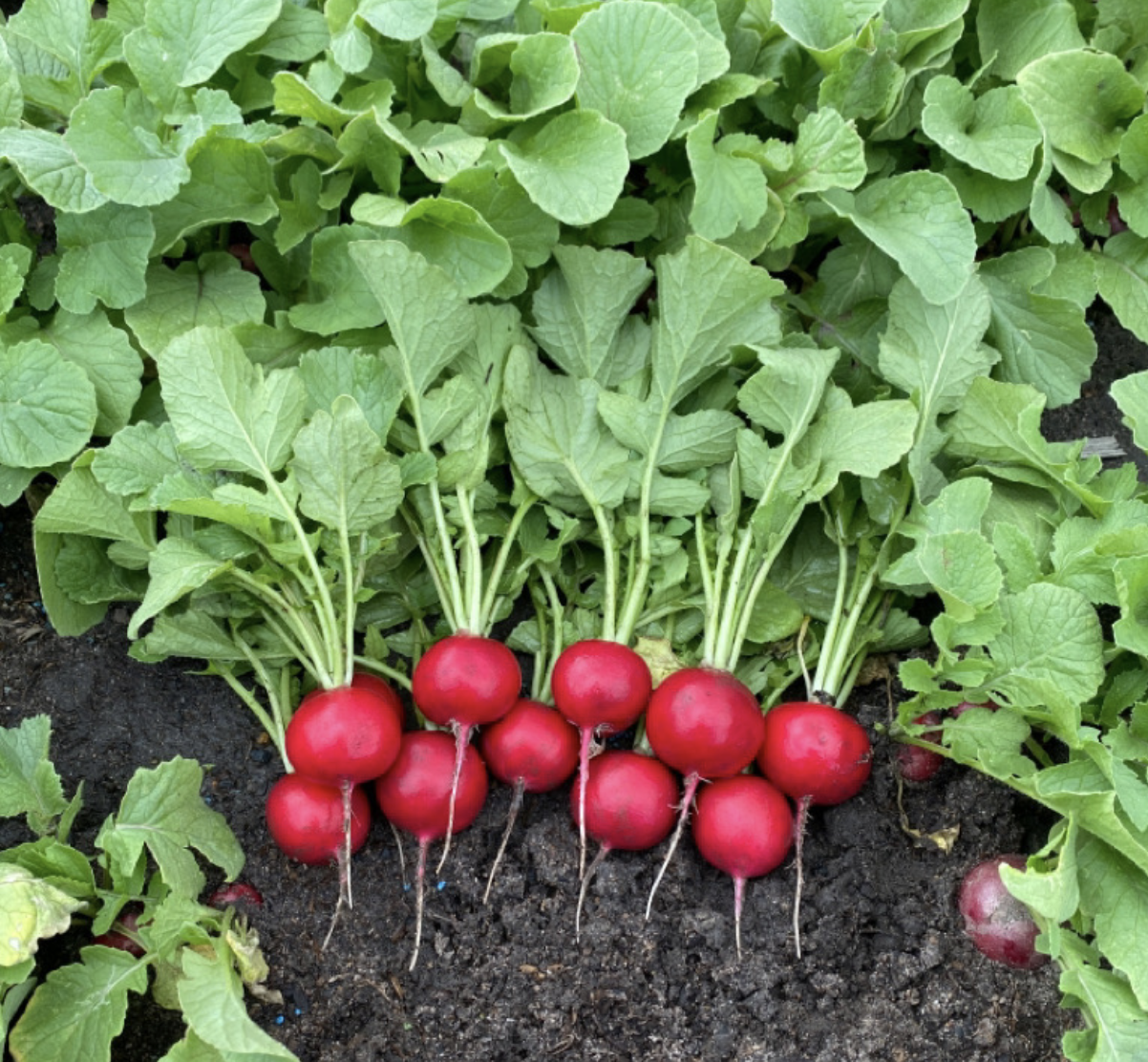 RedRadishFoodscape.png