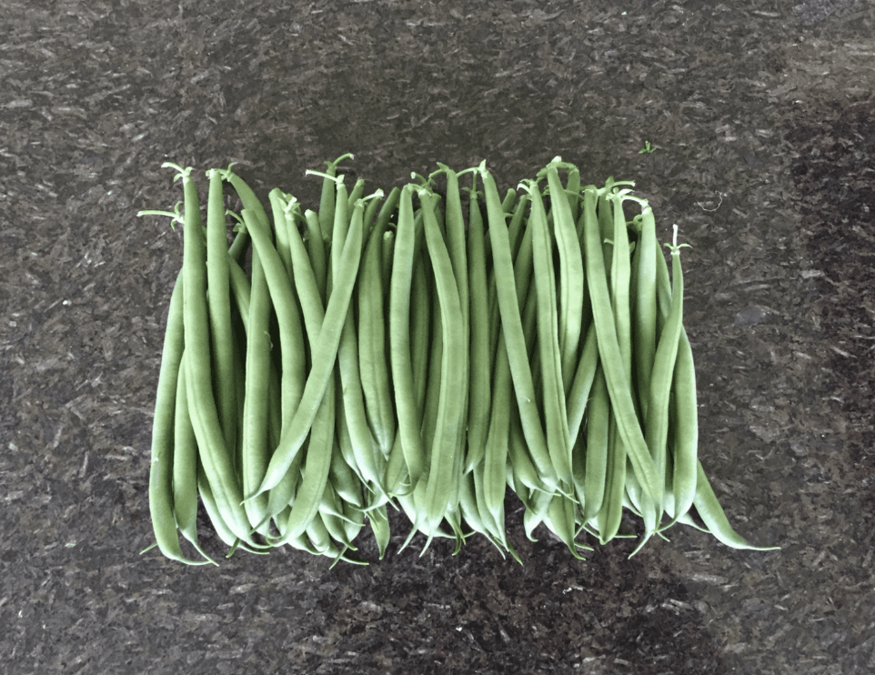 Beans Bush.png