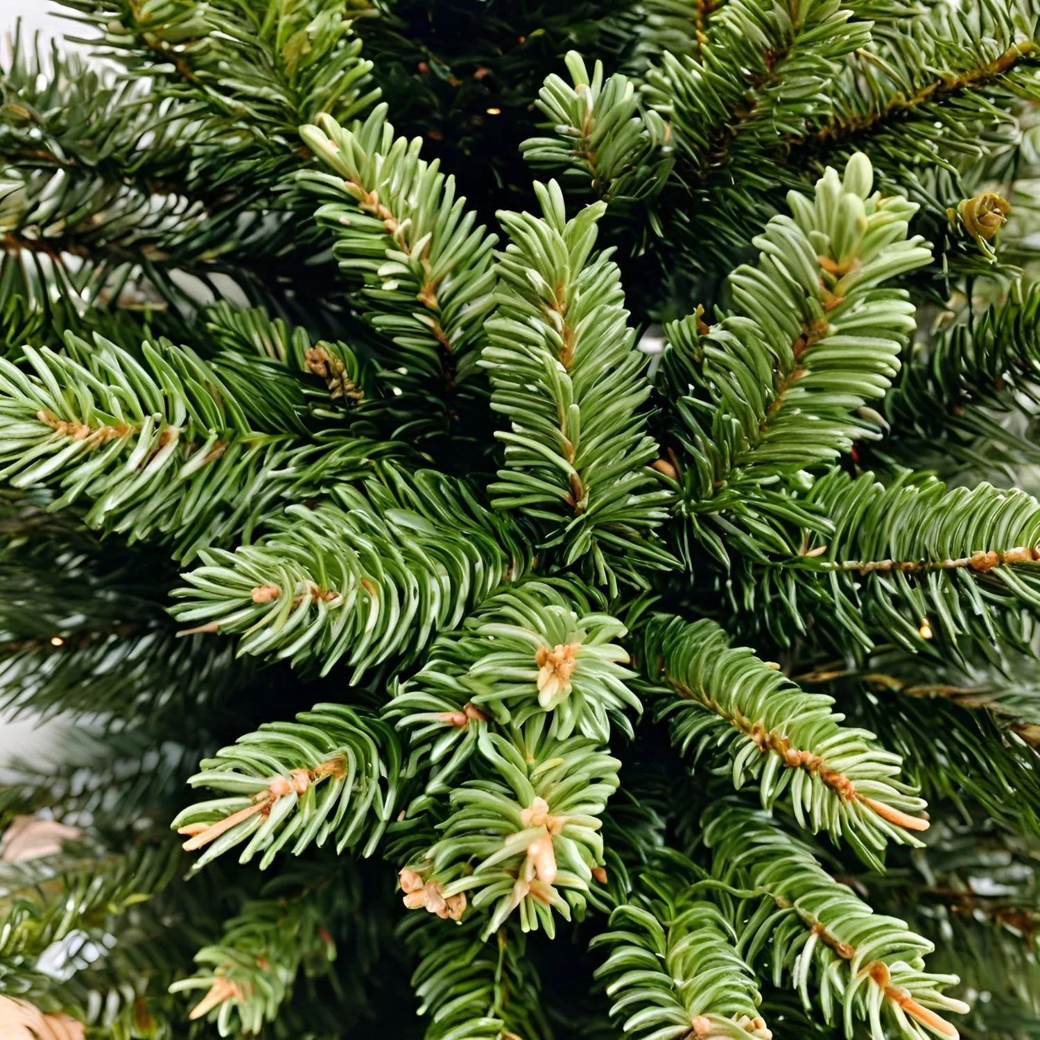 Fraser Fir.jpg