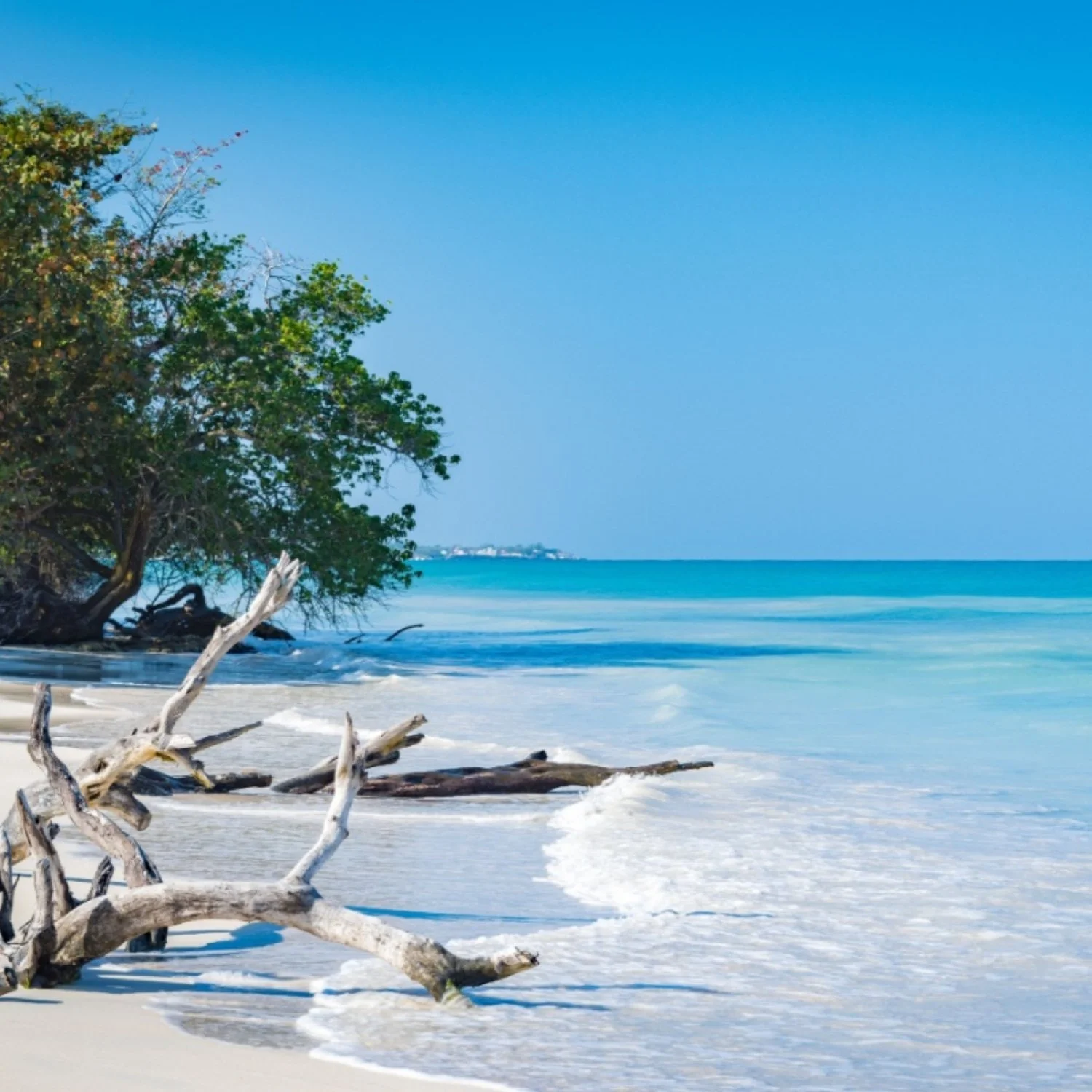 Caribbean Teakwood.jpg