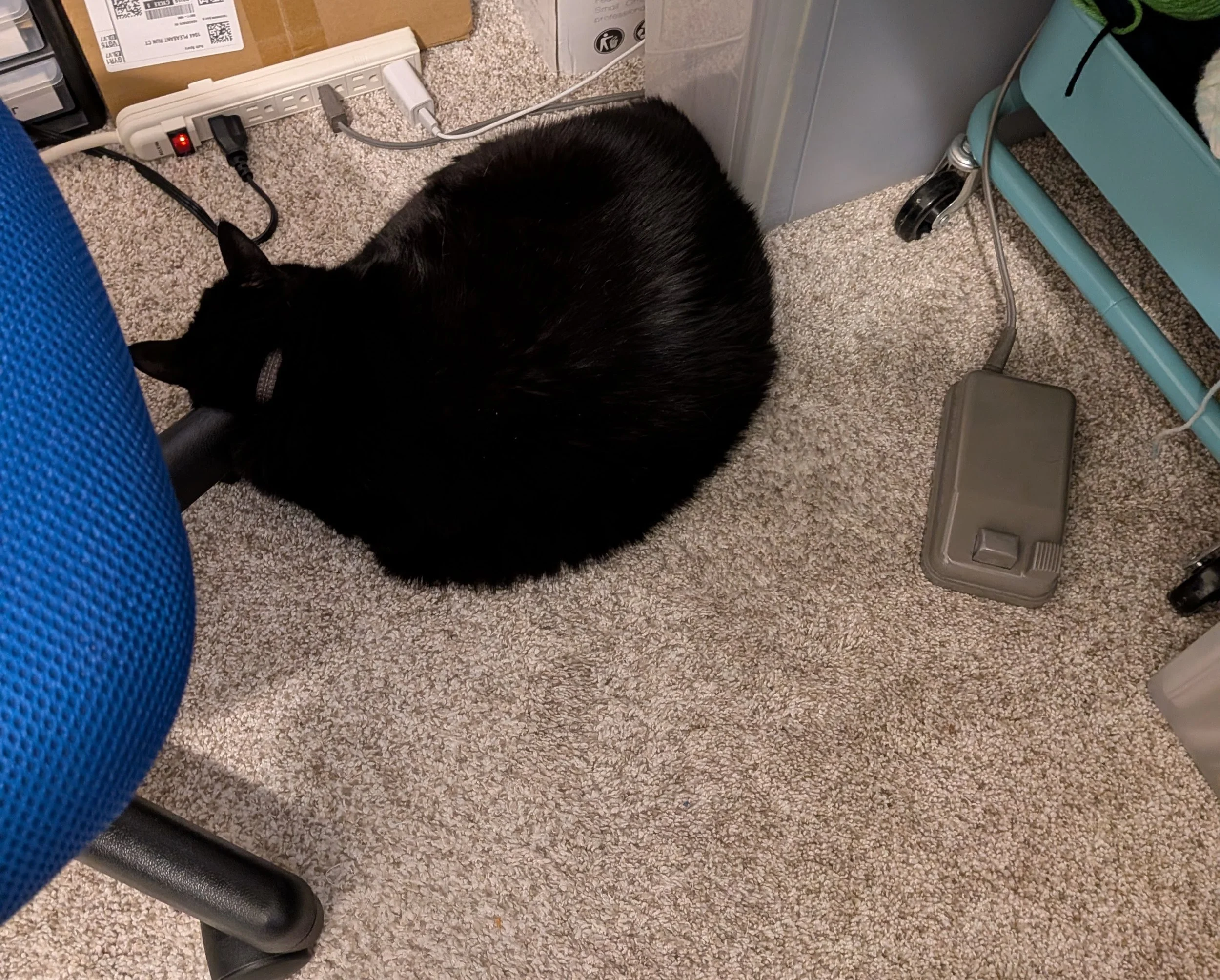 Friday Feline - Sewing Edition