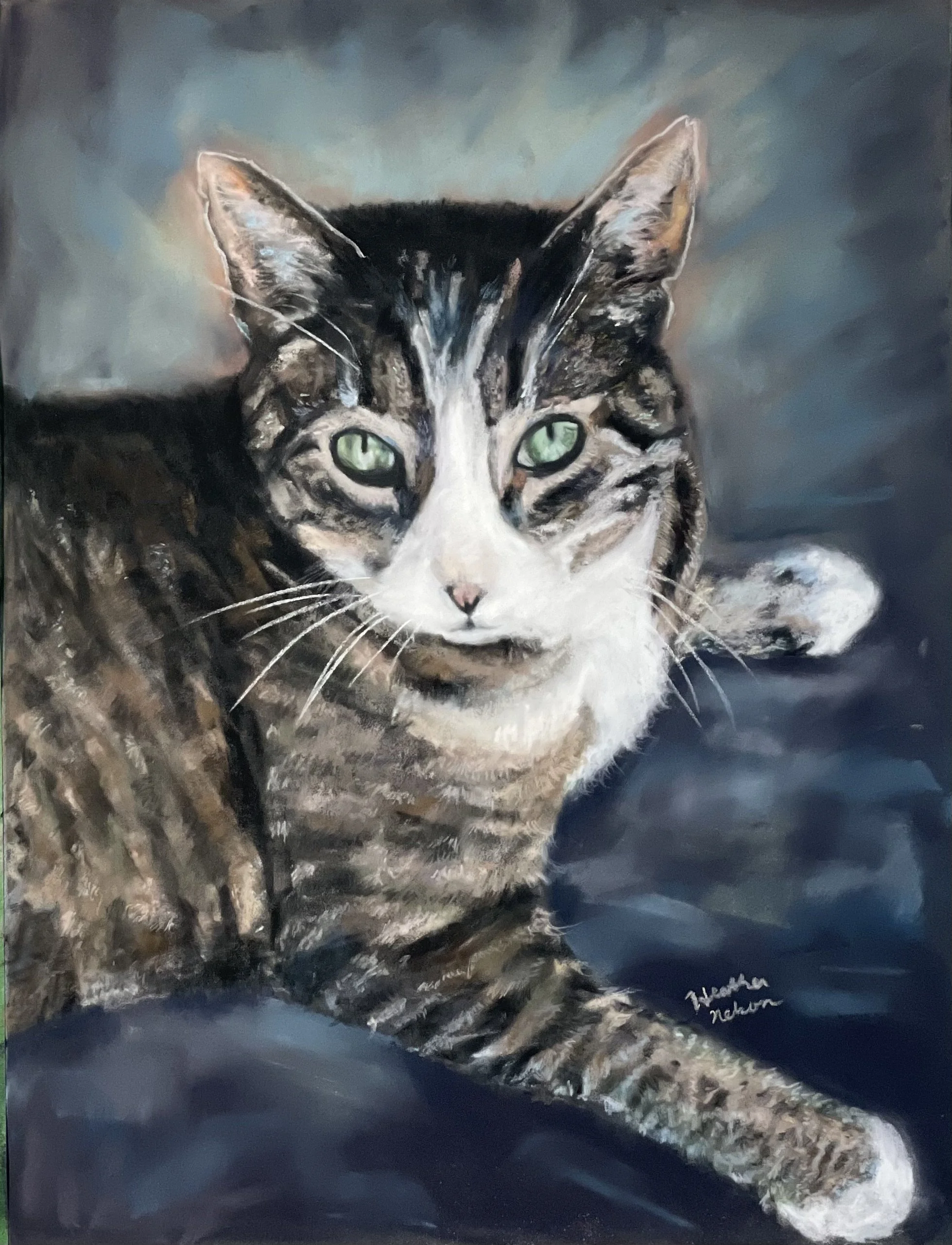 Tabby cat with white