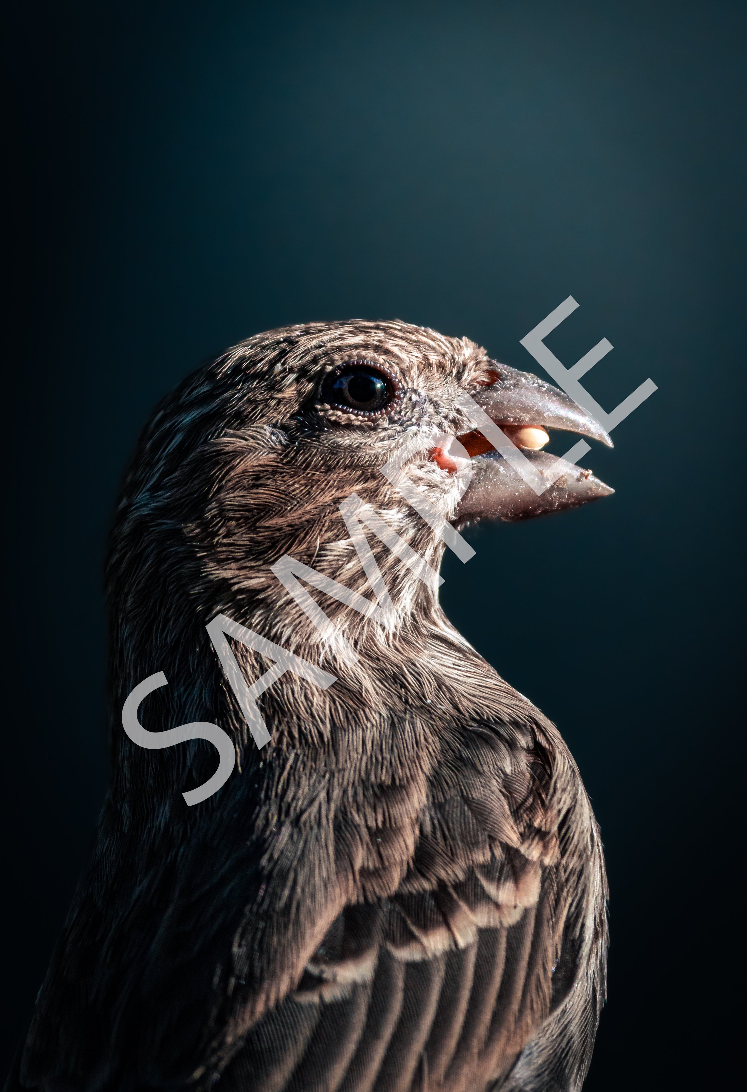 Dramatic House Finch