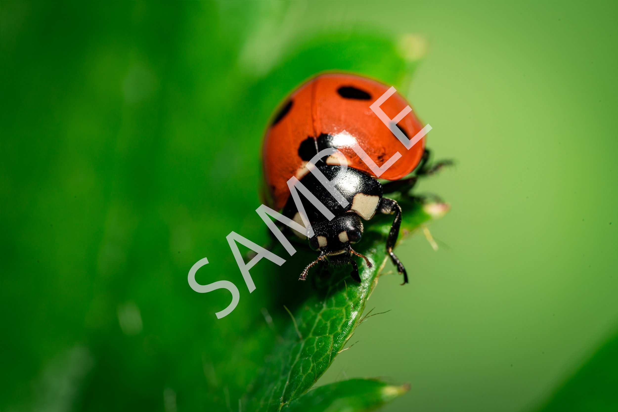 Lady Bug