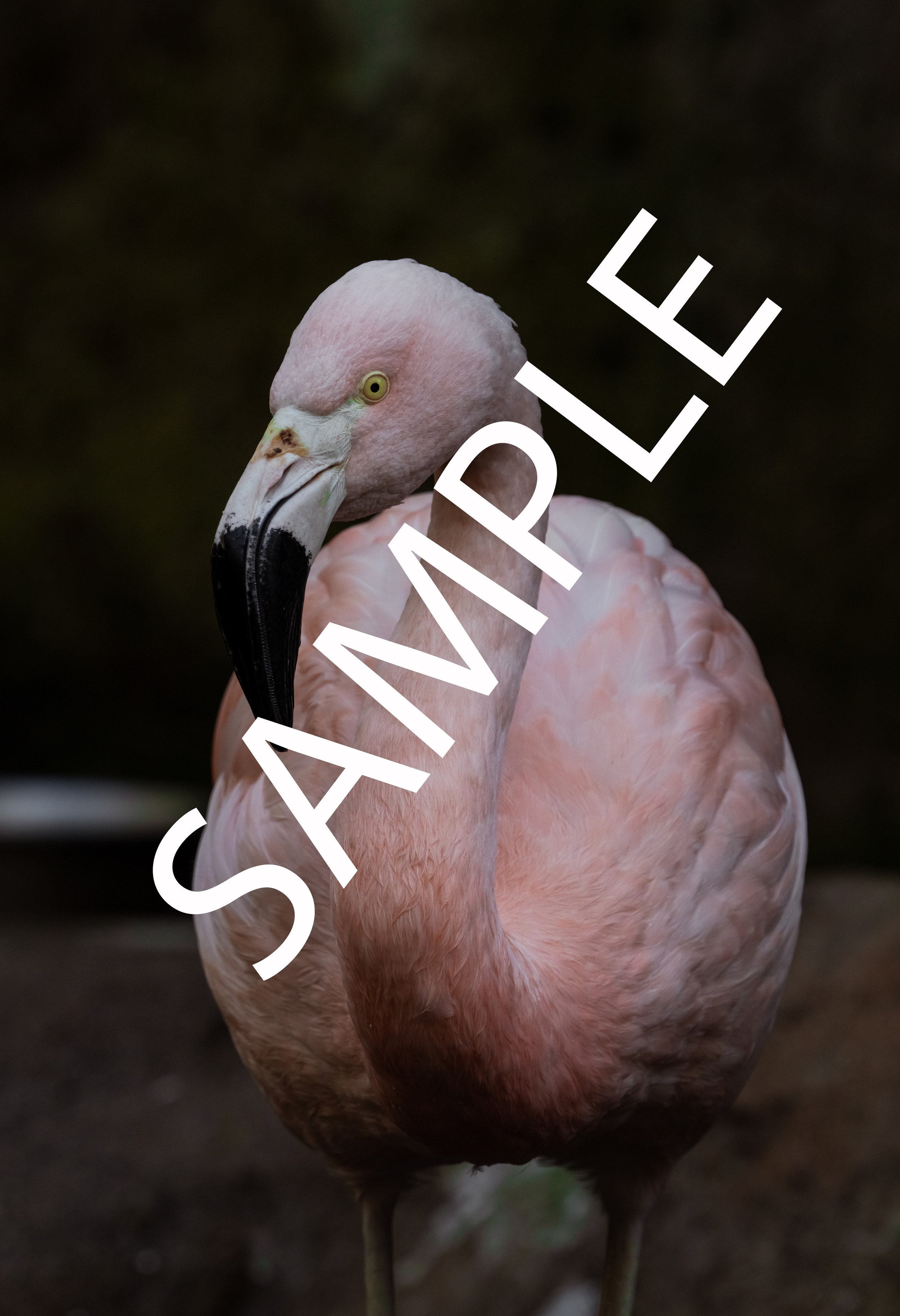 Flamingo