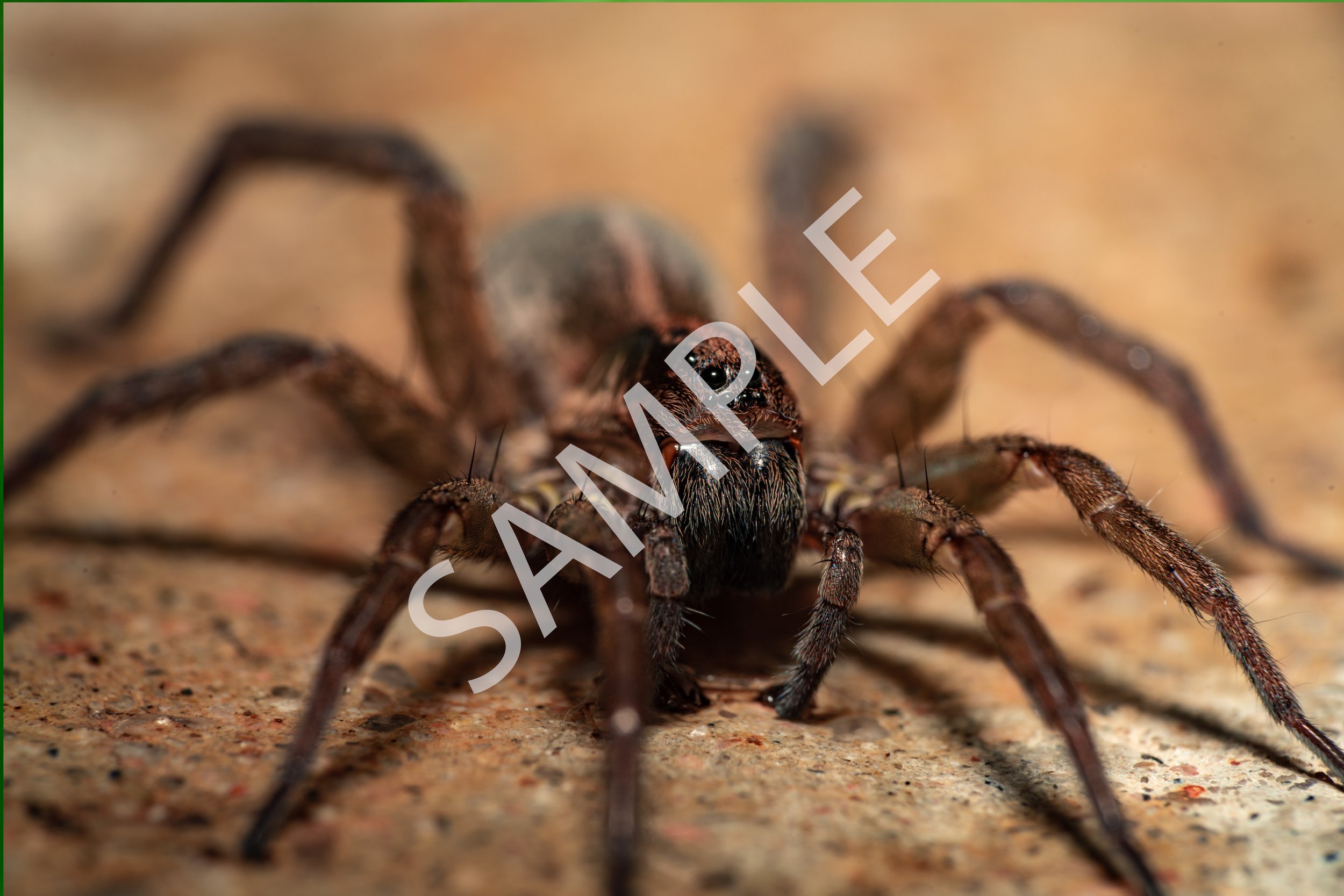 Wolf Spider