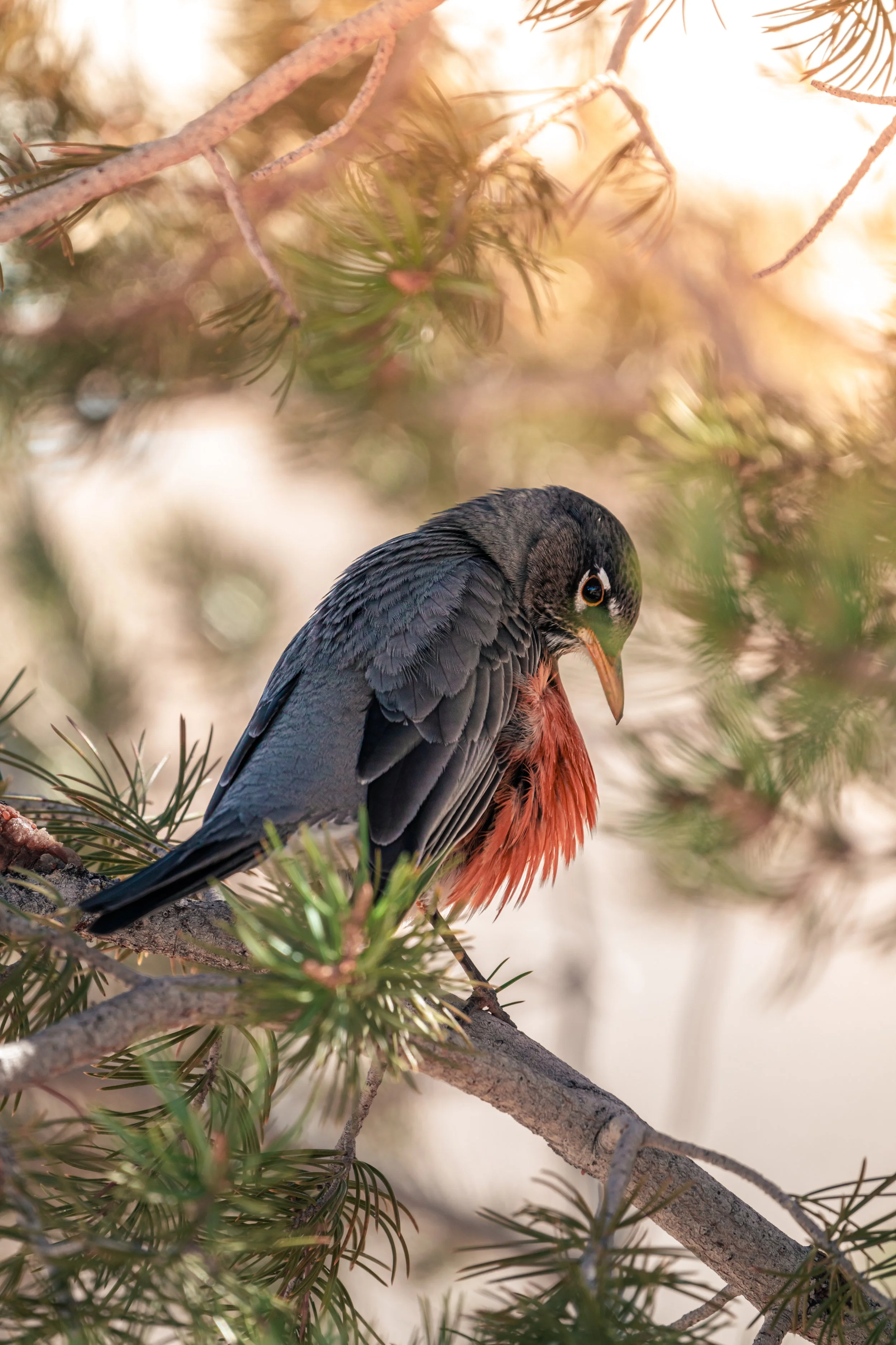 _DSC2452.jpeg
