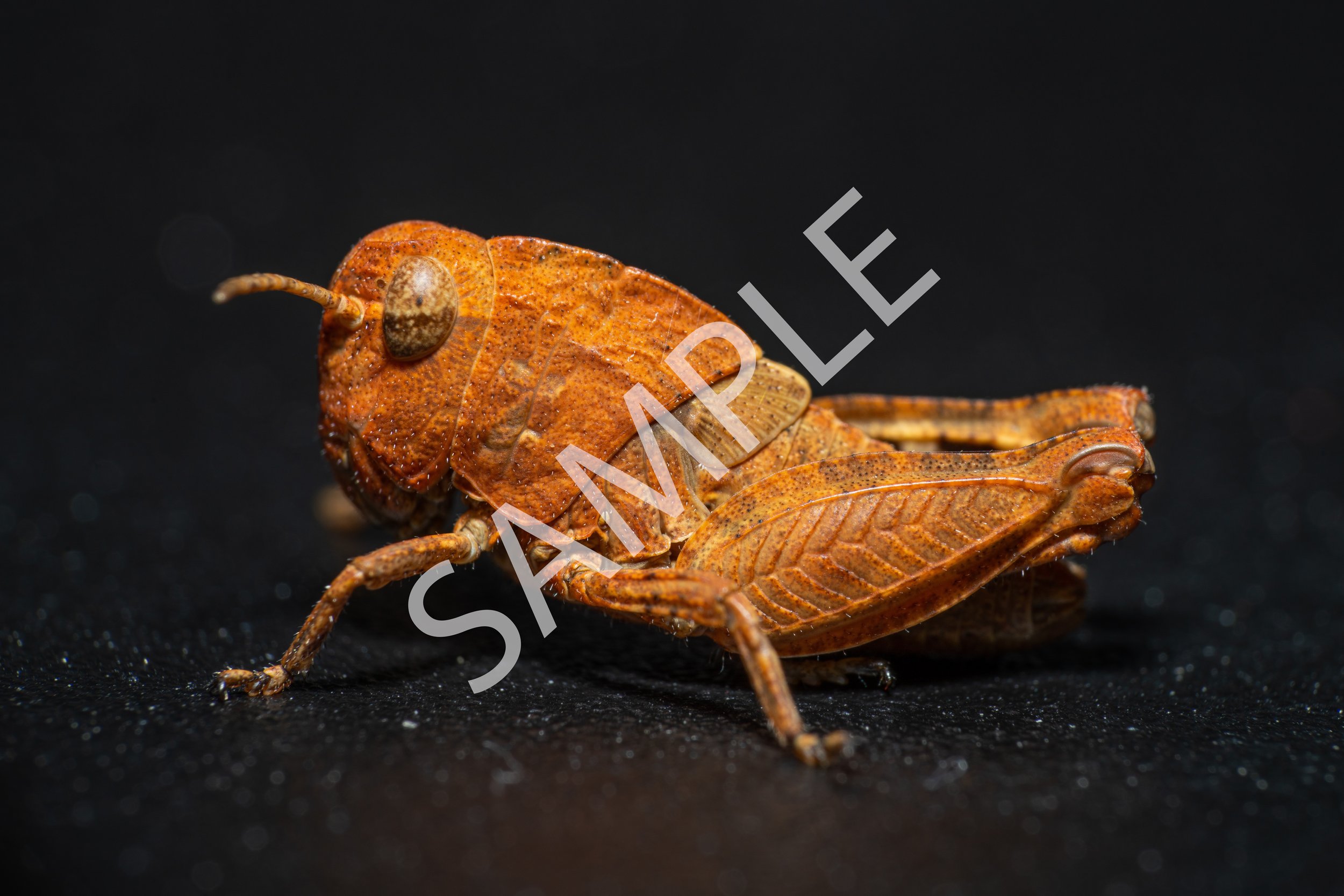 Grass Hopper