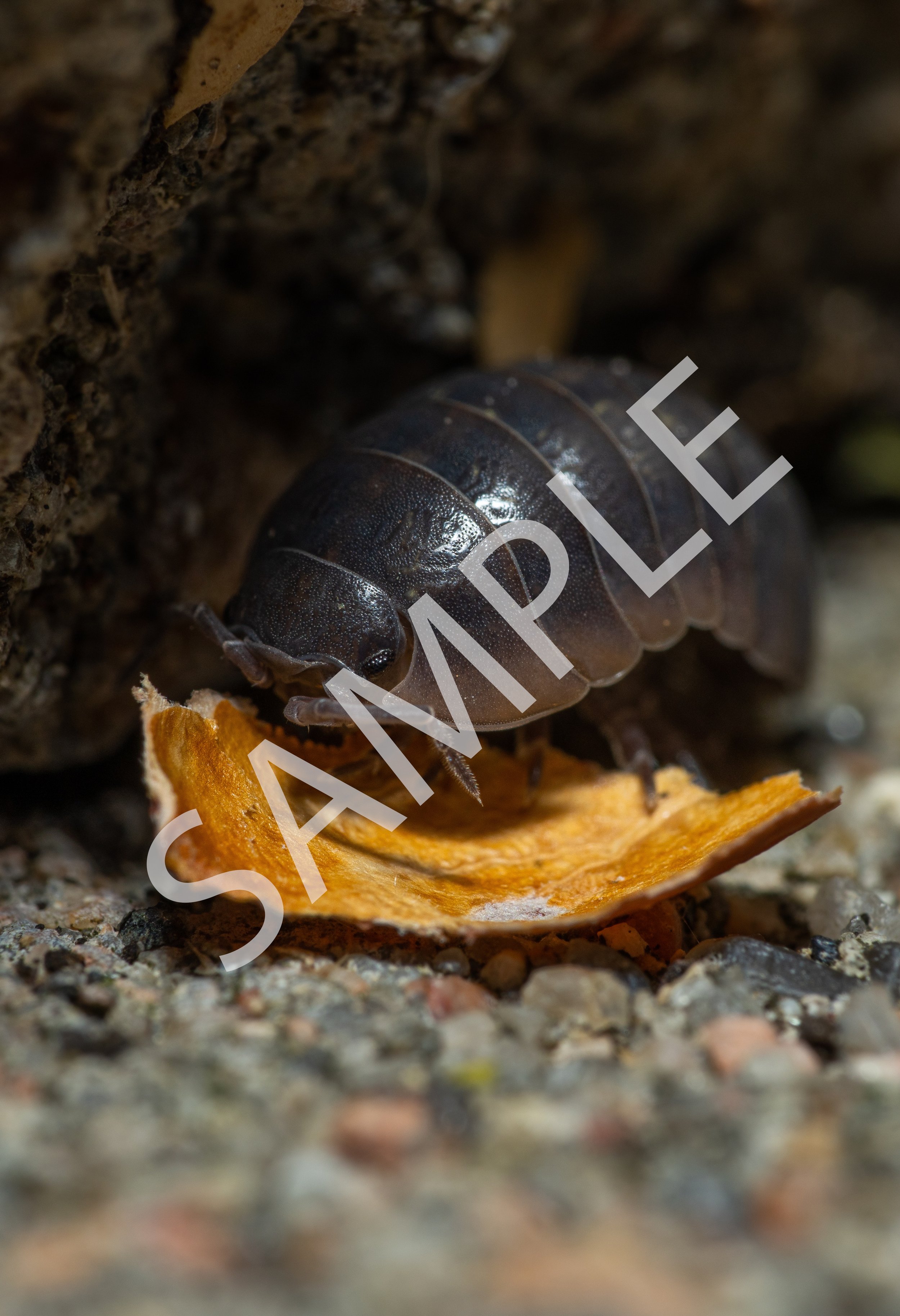 Rolly Polly