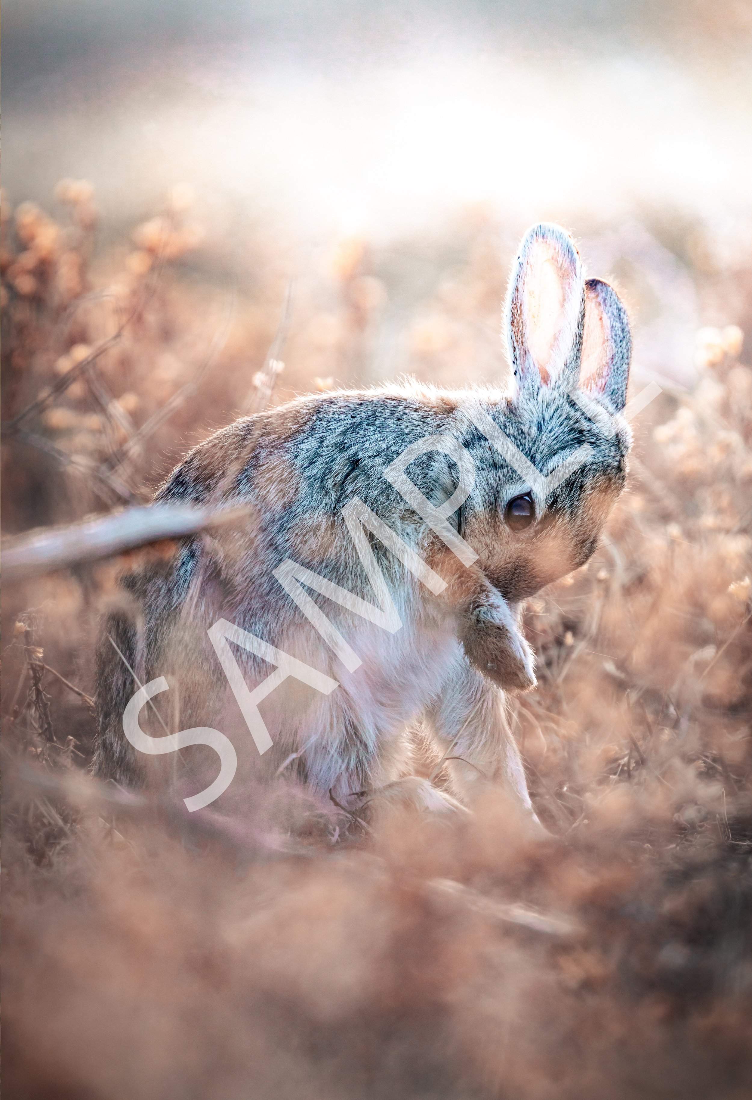 Rabbit