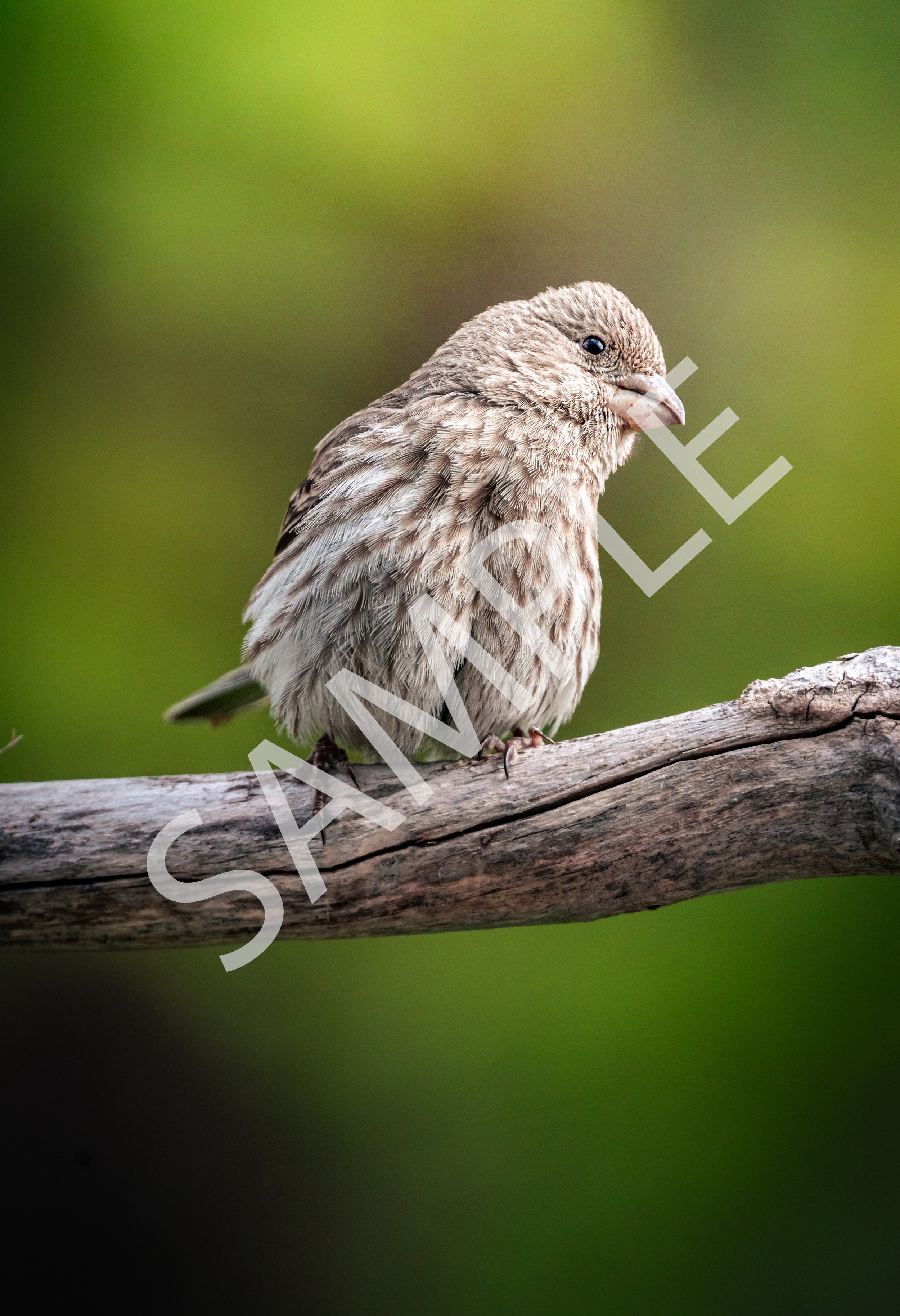 House Finch