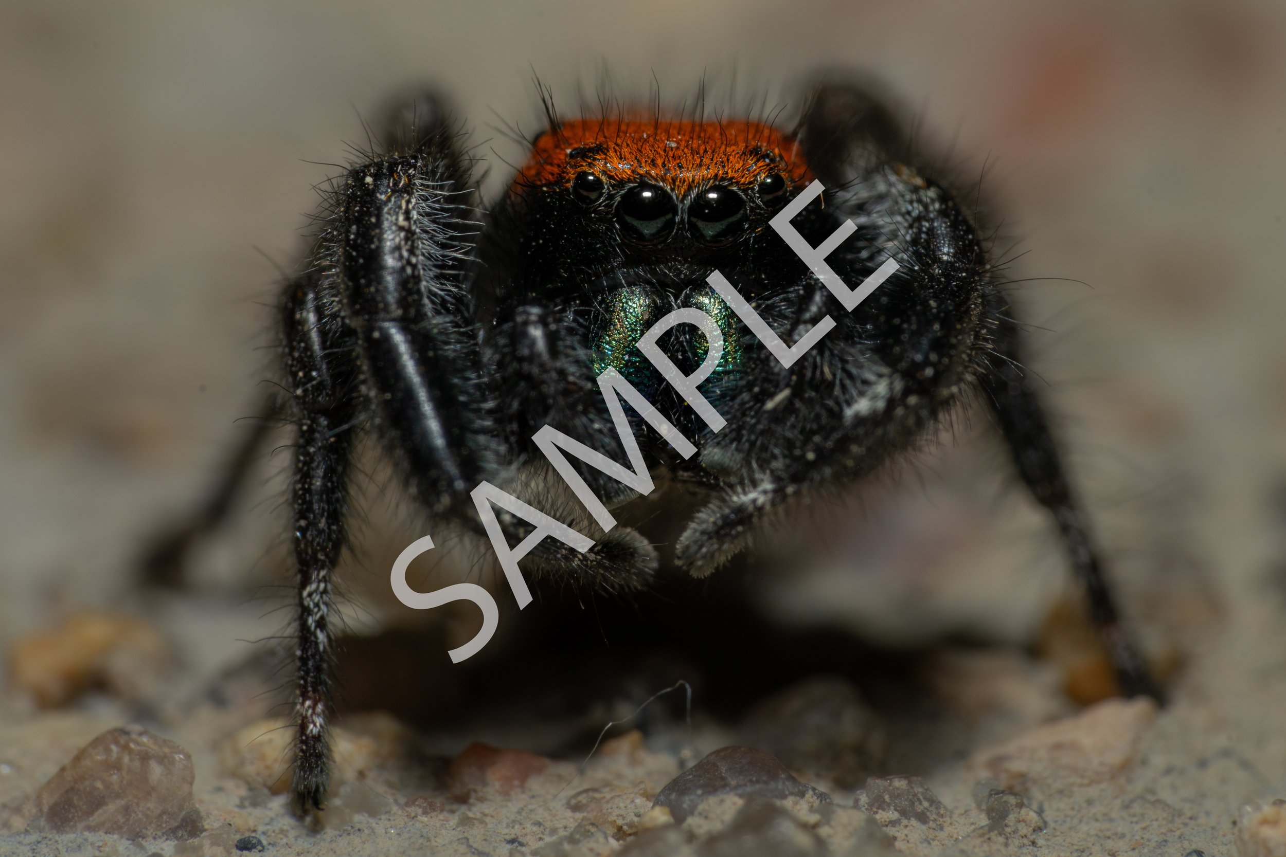 Jumping Spider