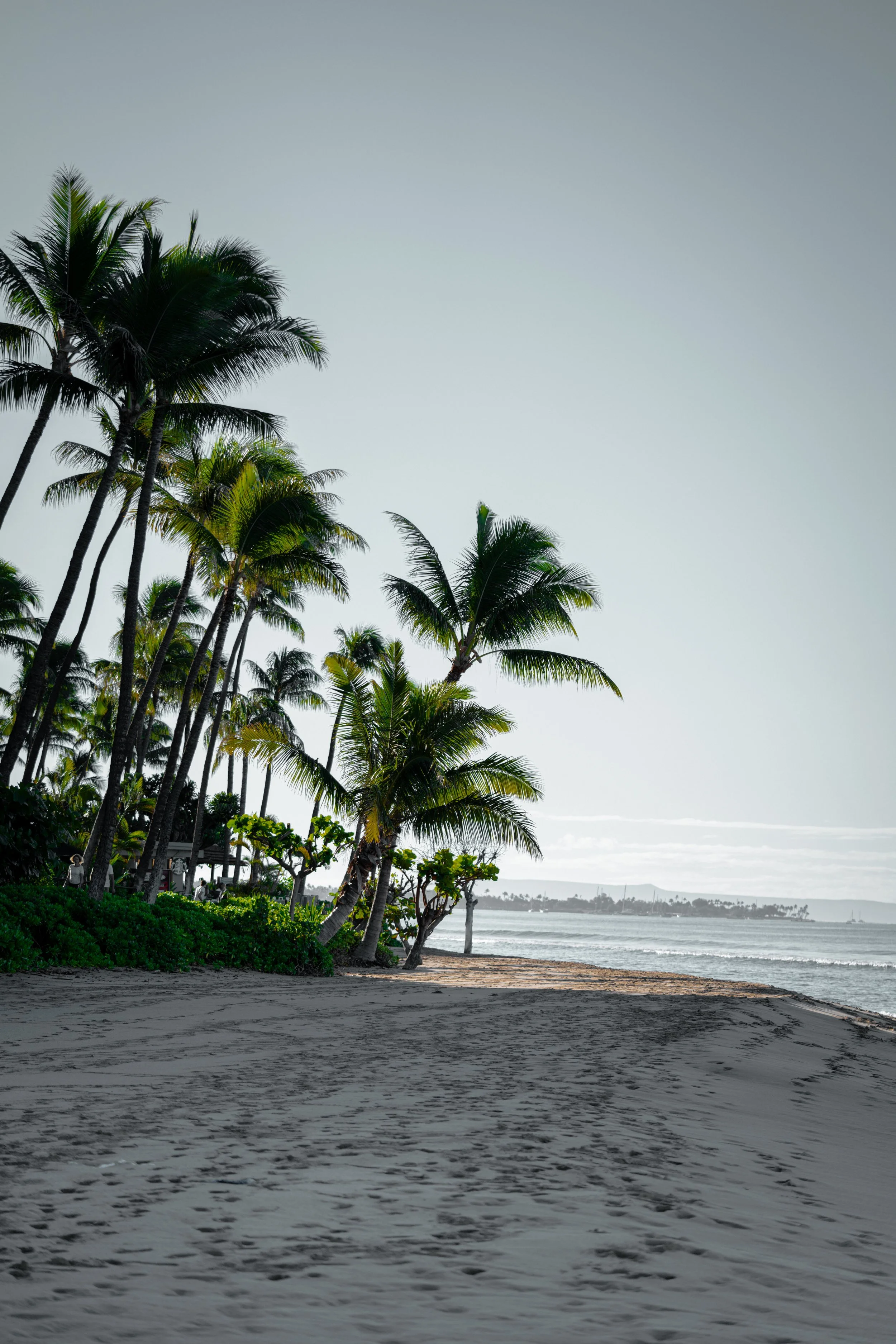Hawaiian Winter