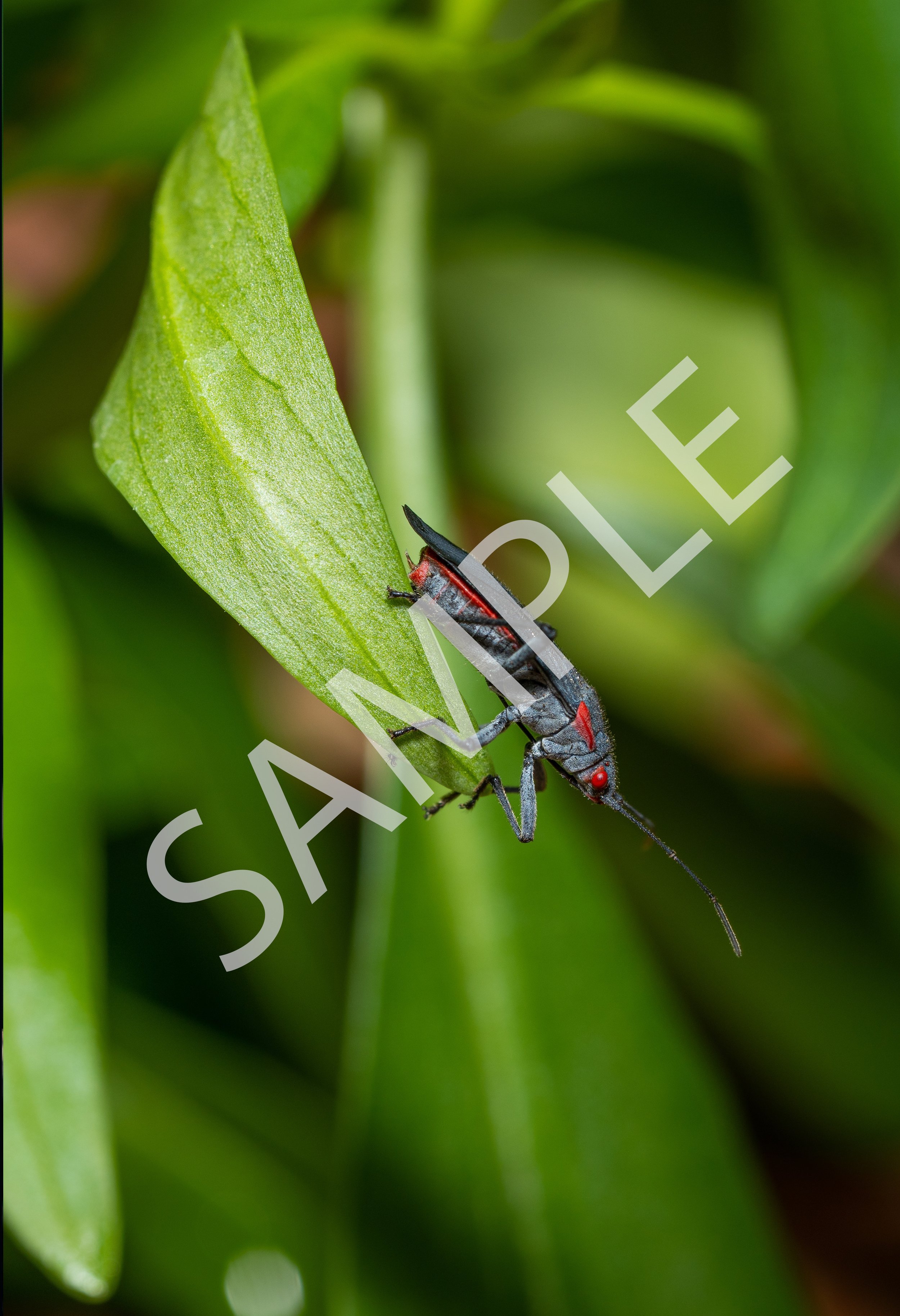 Tree Bug
