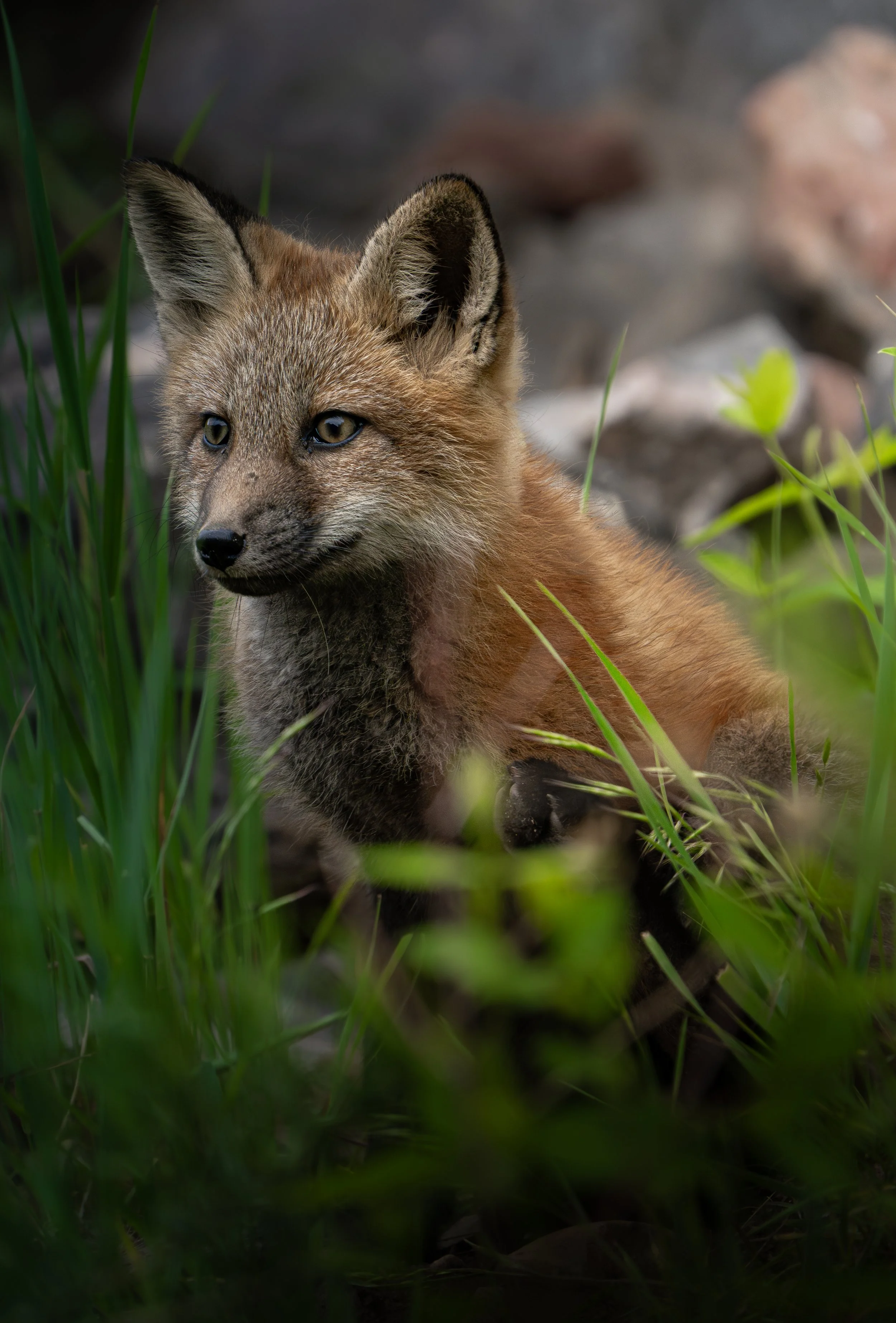 _DSC5545-Enhanced-NR.JPG