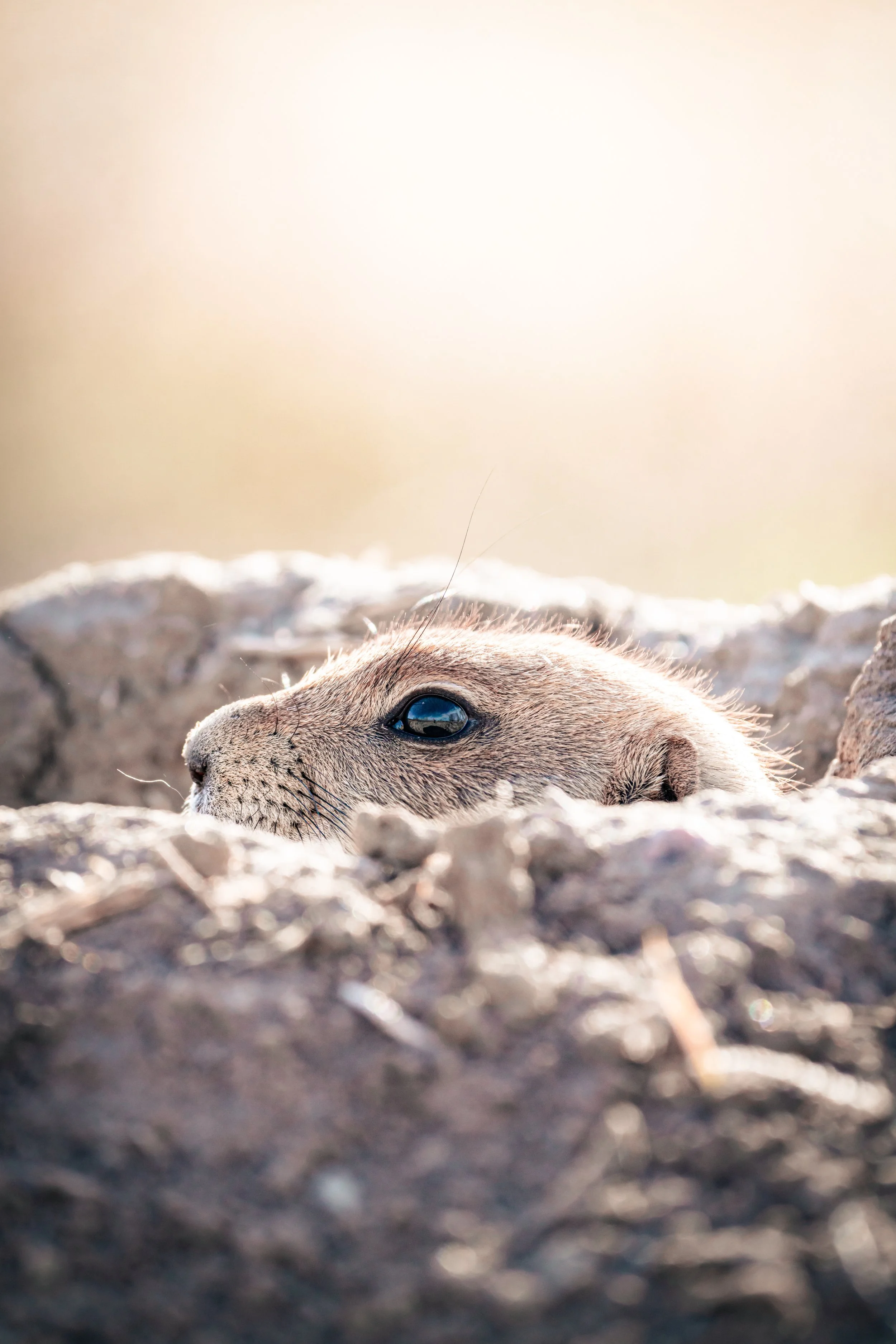 _DSC3713.jpeg