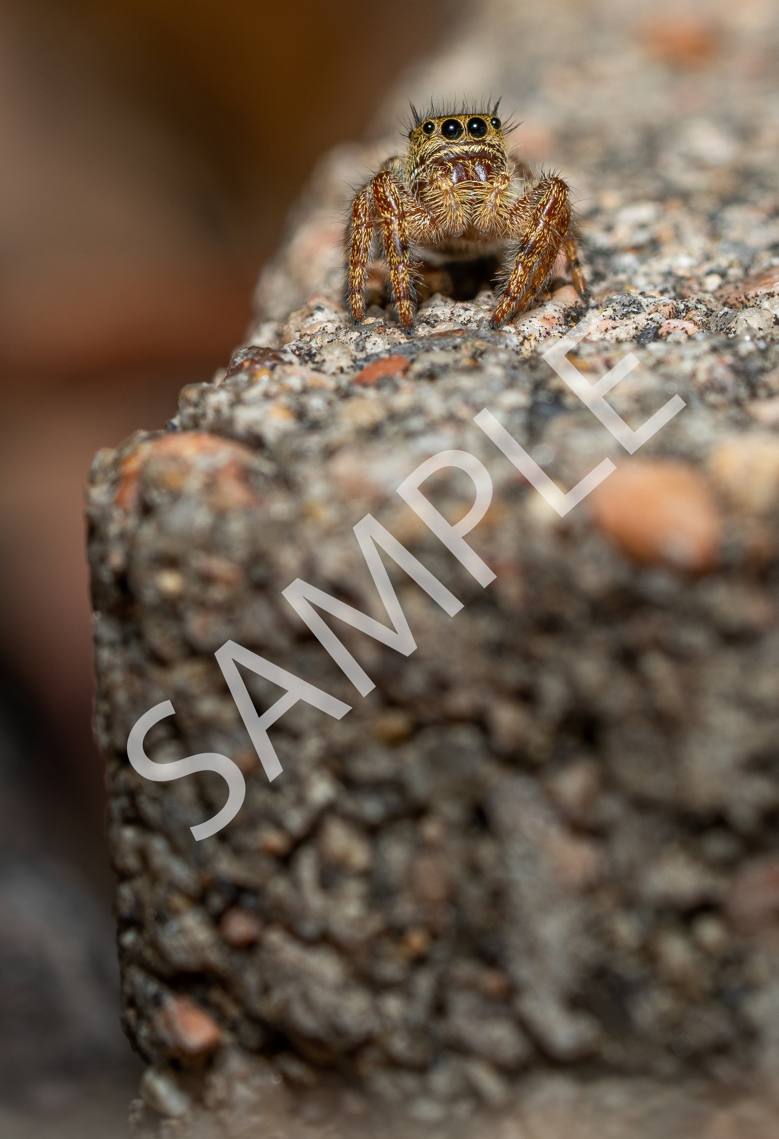 Curious Jumping Spider