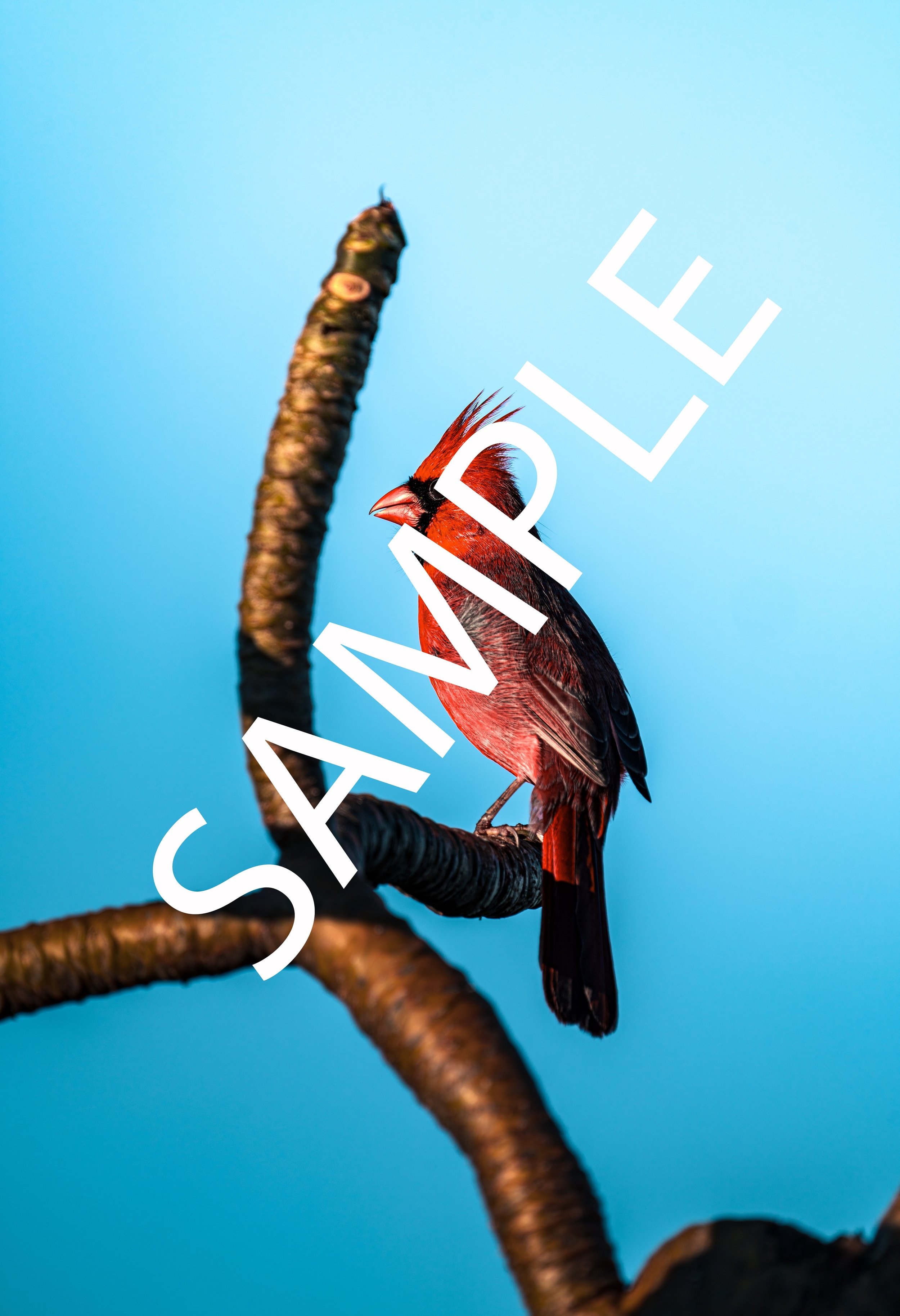 Cardinal