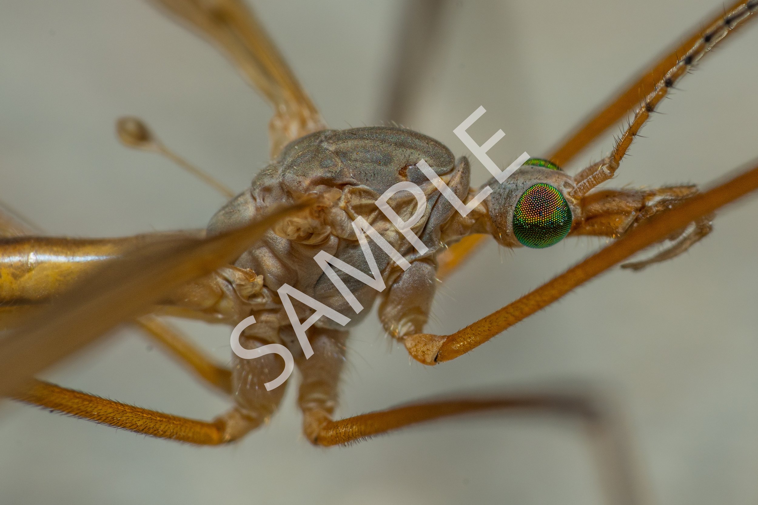 Crane Fly