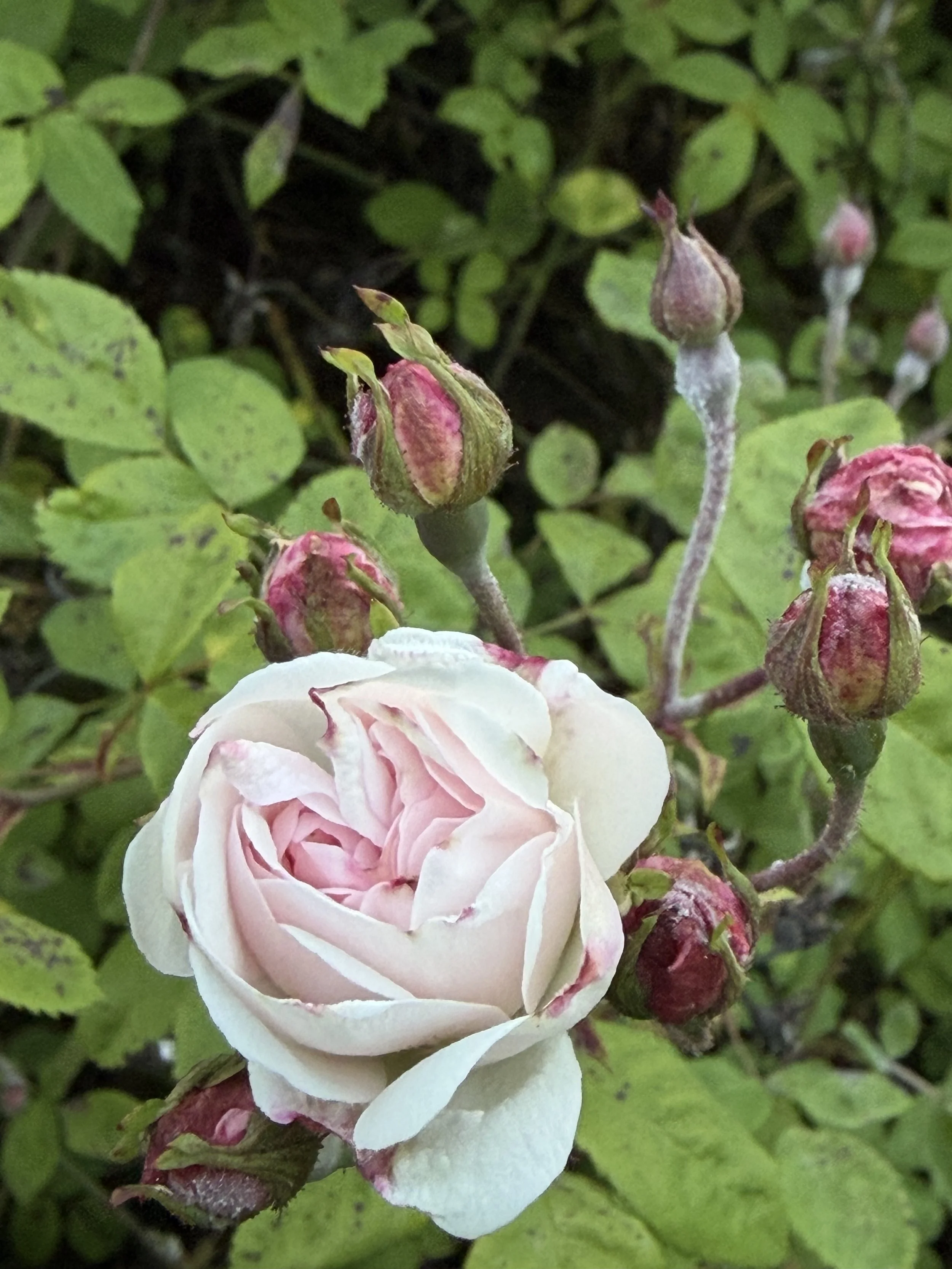 Orcas Island Garden Tour