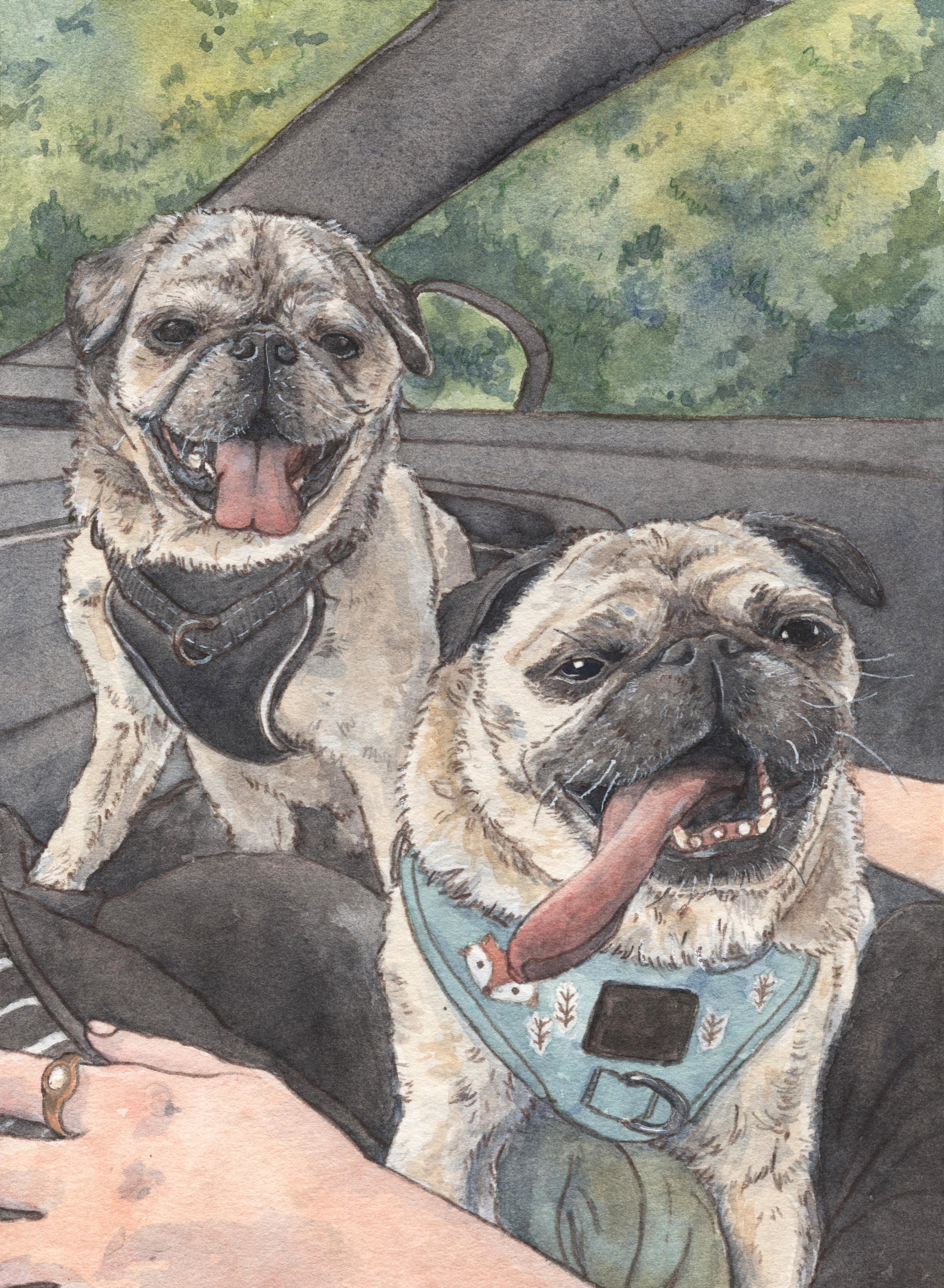 Watercolor painting of two pugs sitting on a person's lap outdoors, one wearing a blue bandana with fish pattern.